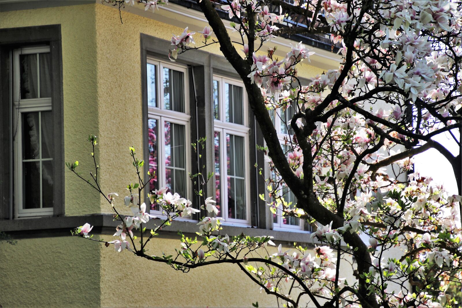 Canon EOS 80D sample photo. House, magnolia, window photography