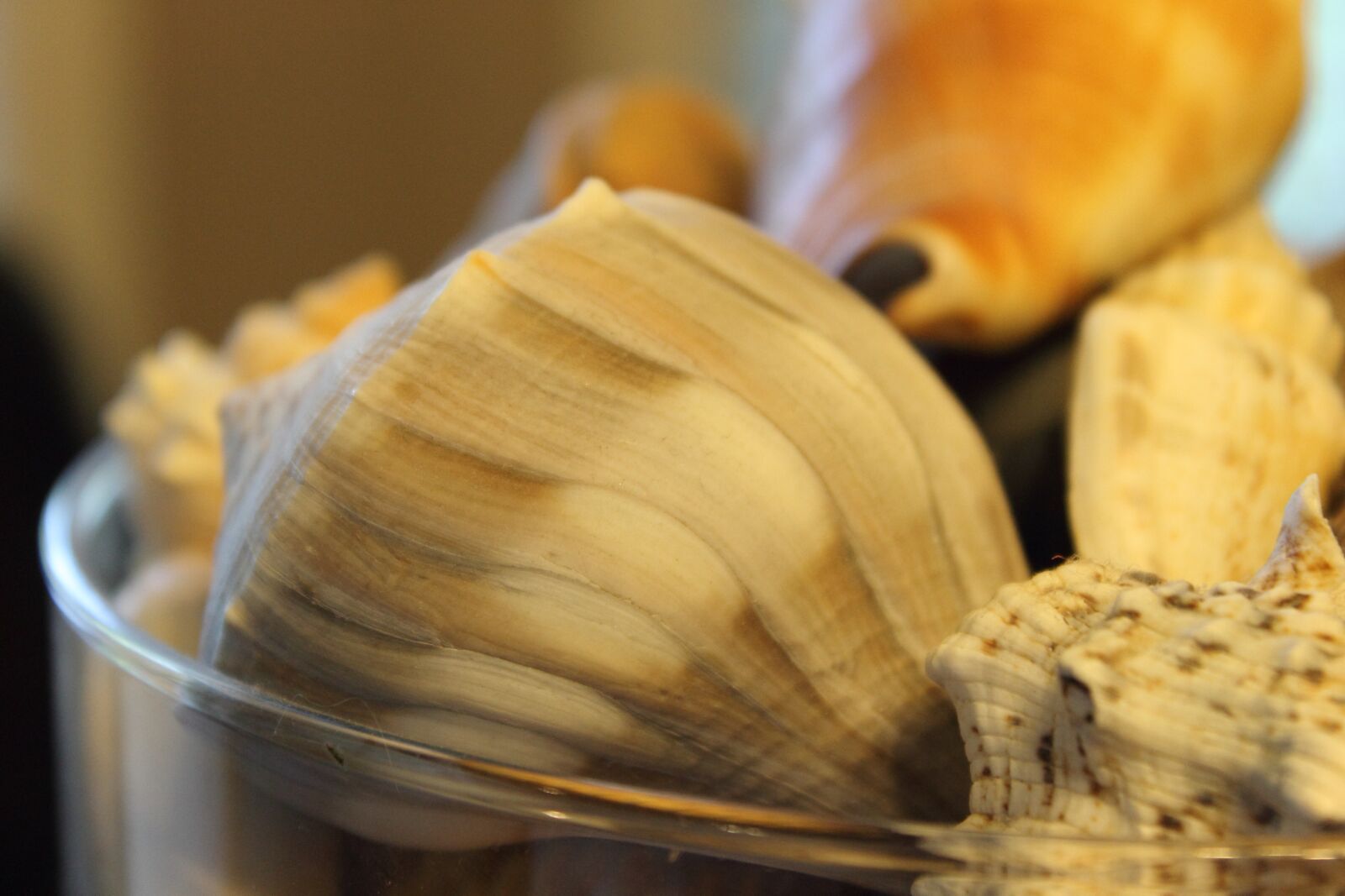Canon EOS 1100D (EOS Rebel T3 / EOS Kiss X50) sample photo. Shells, vase, still life photography