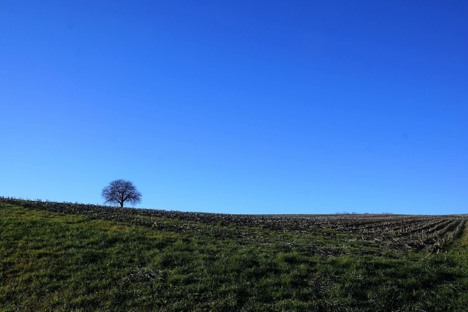 Sony ILCA-77M2 + Sony DT 16-50mm F2.8 SSM sample photo. Tree, meadow, nature photography