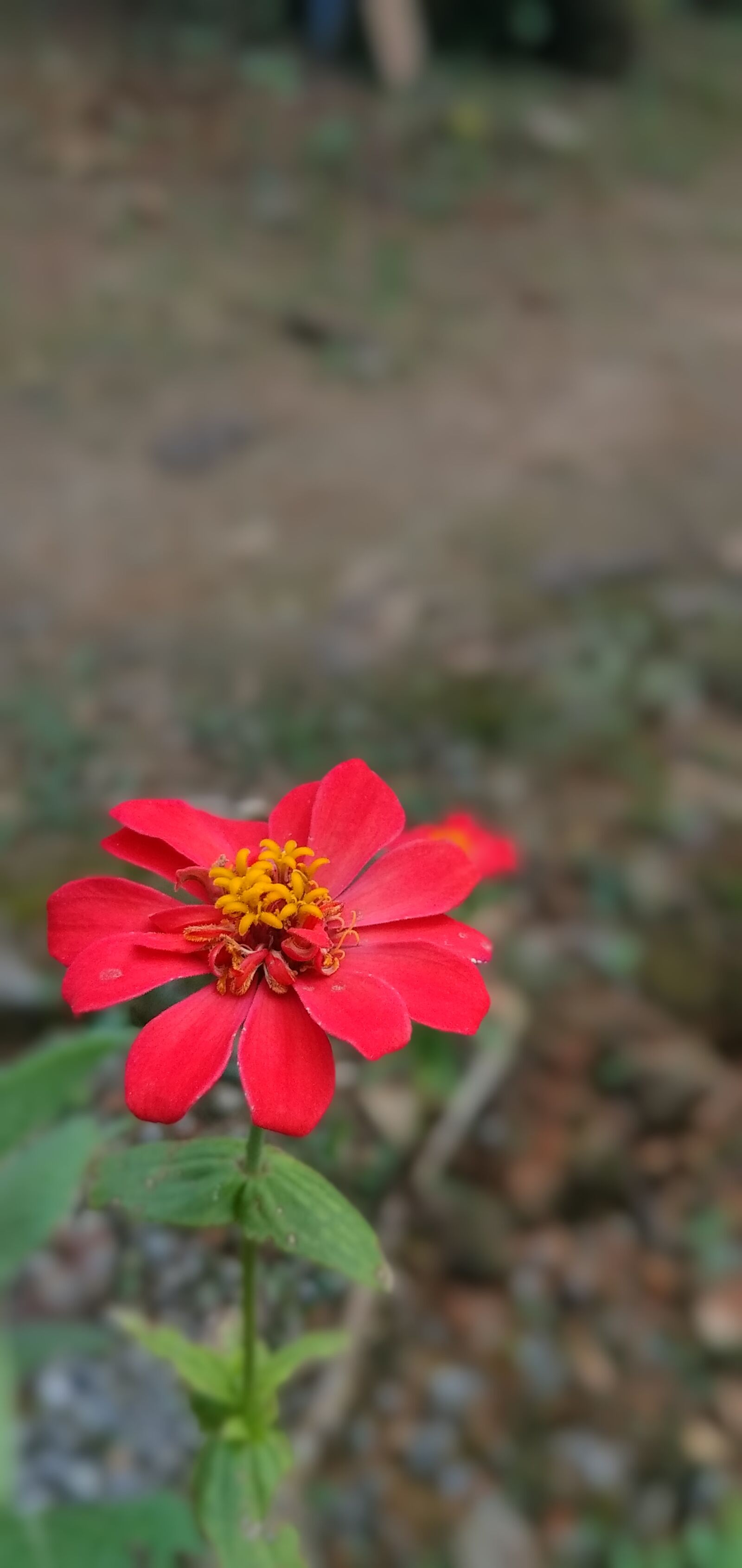 Xiaomi Redmi 8 sample photo. Garden, flower, red photography