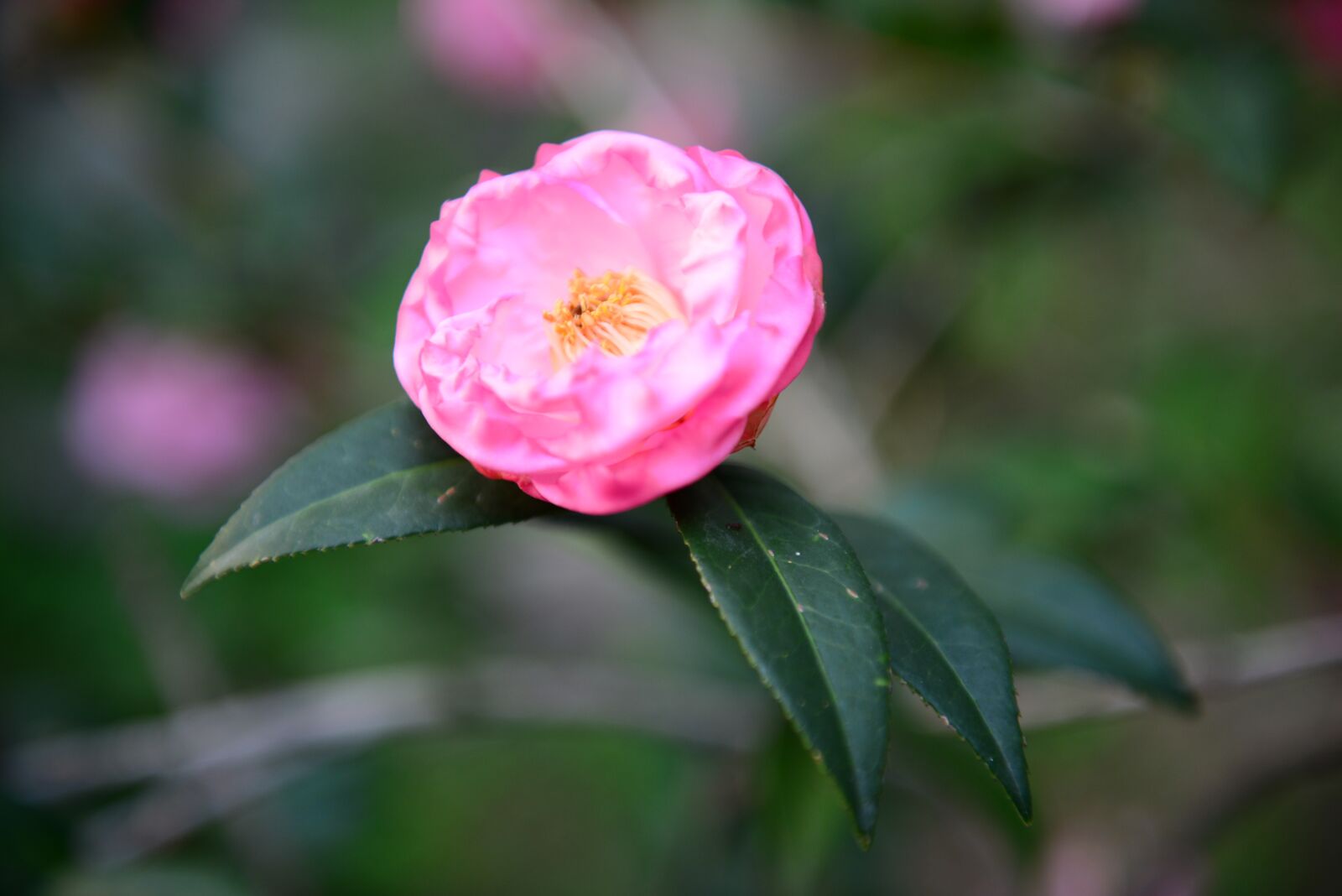 Nikon D610 sample photo. Flower, nature, plant photography