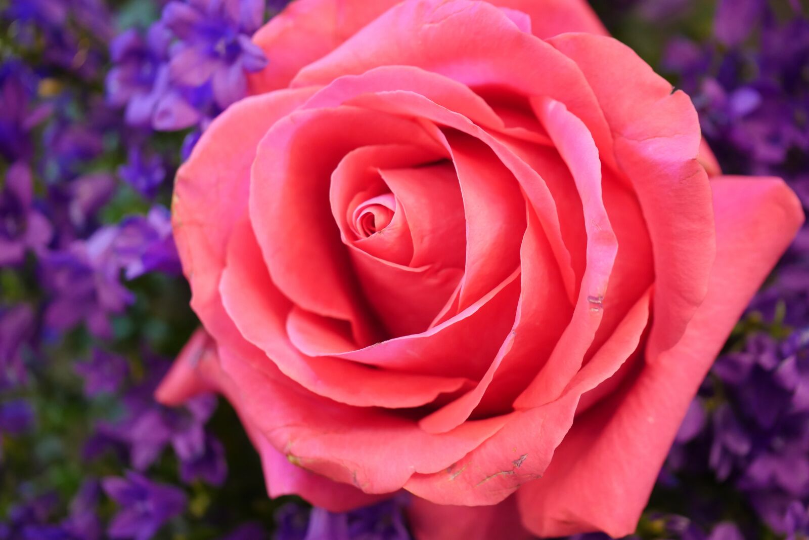 Panasonic Lumix DMC-GX8 sample photo. Flower, rose, petal photography
