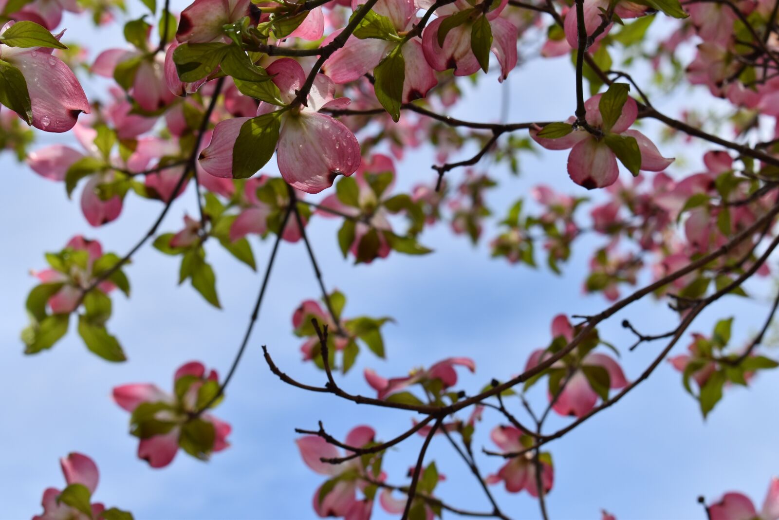 Nikon D5600 sample photo. Nature, branch, tree photography