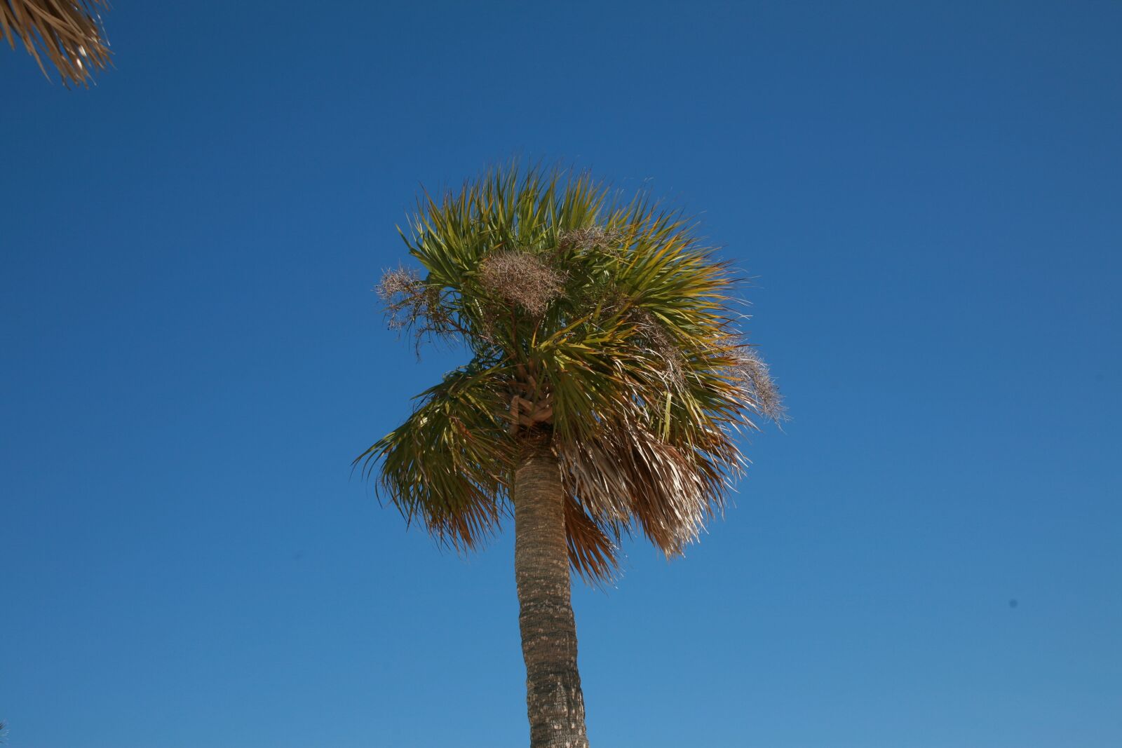Canon EOS 5D sample photo. Palm tree, summer, beach photography