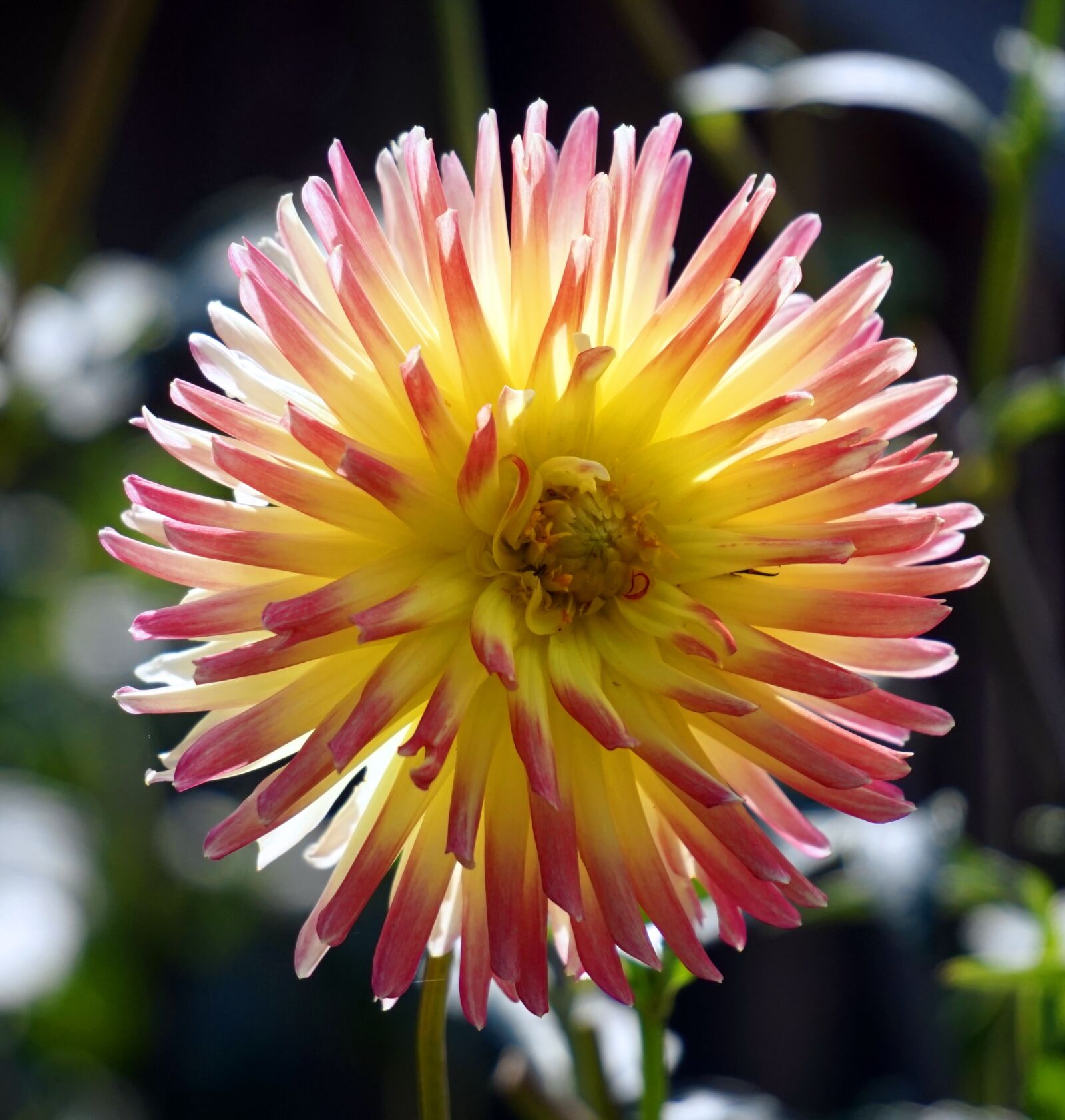 Sony Alpha a5000 (ILCE 5000) + Sony E 55-210mm F4.5-6.3 OSS sample photo. Dahlia, blossom, bloom photography