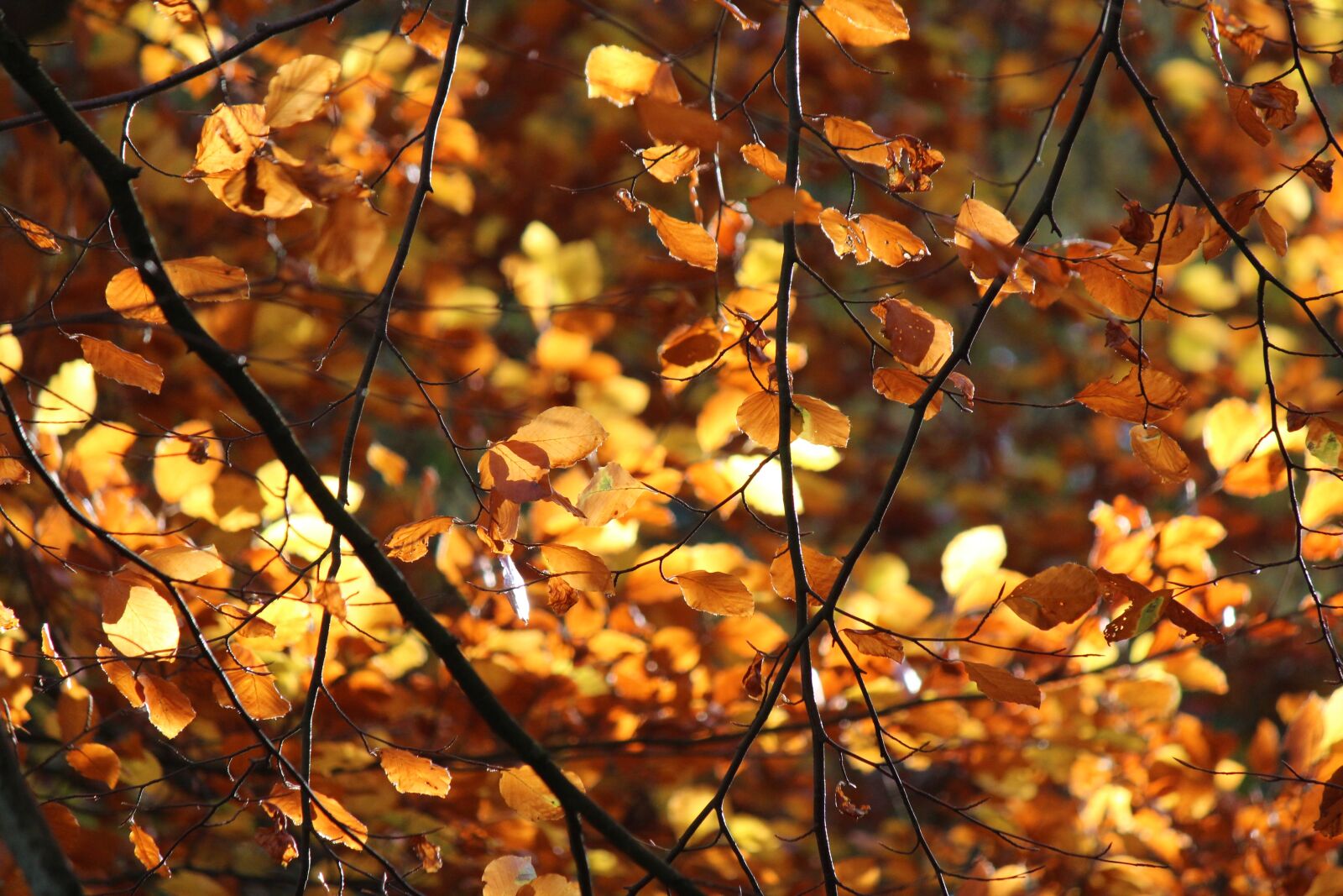 Canon EF-S 55-250mm F4-5.6 IS II sample photo. Leaf, backlight, autumn photography