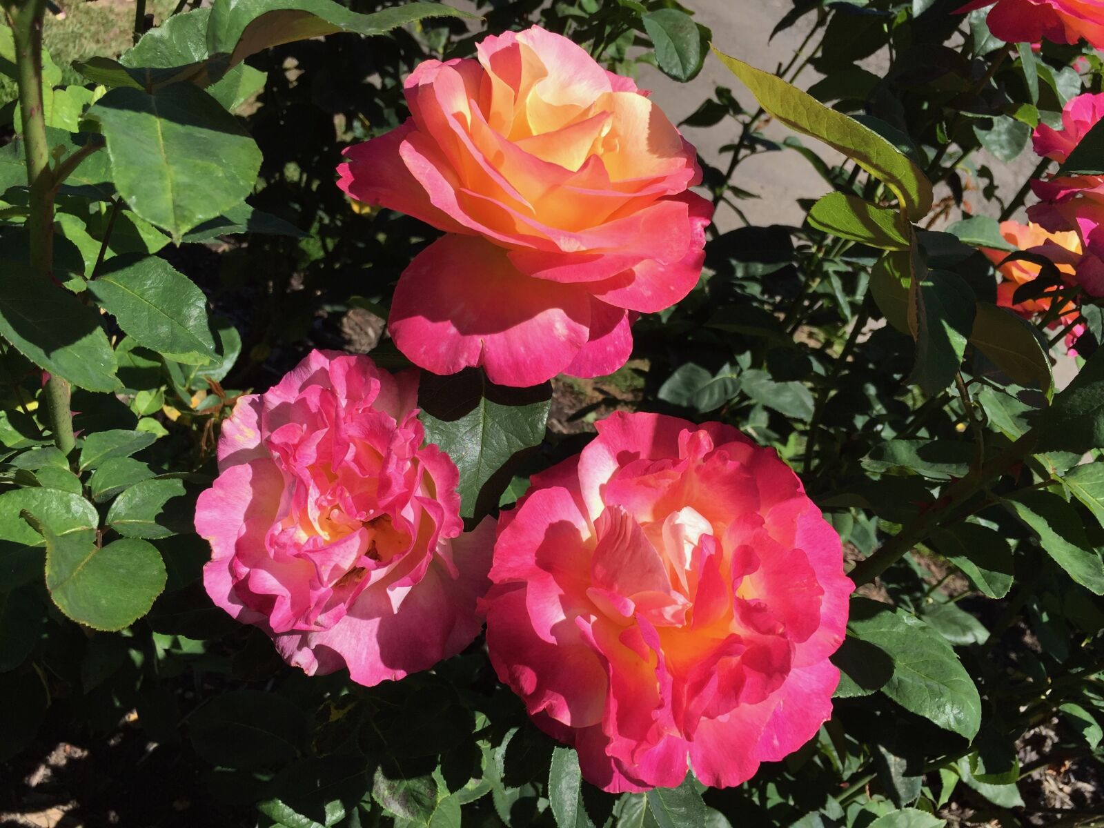 Apple iPhone 6 sample photo. Portland, japanese, garden photography