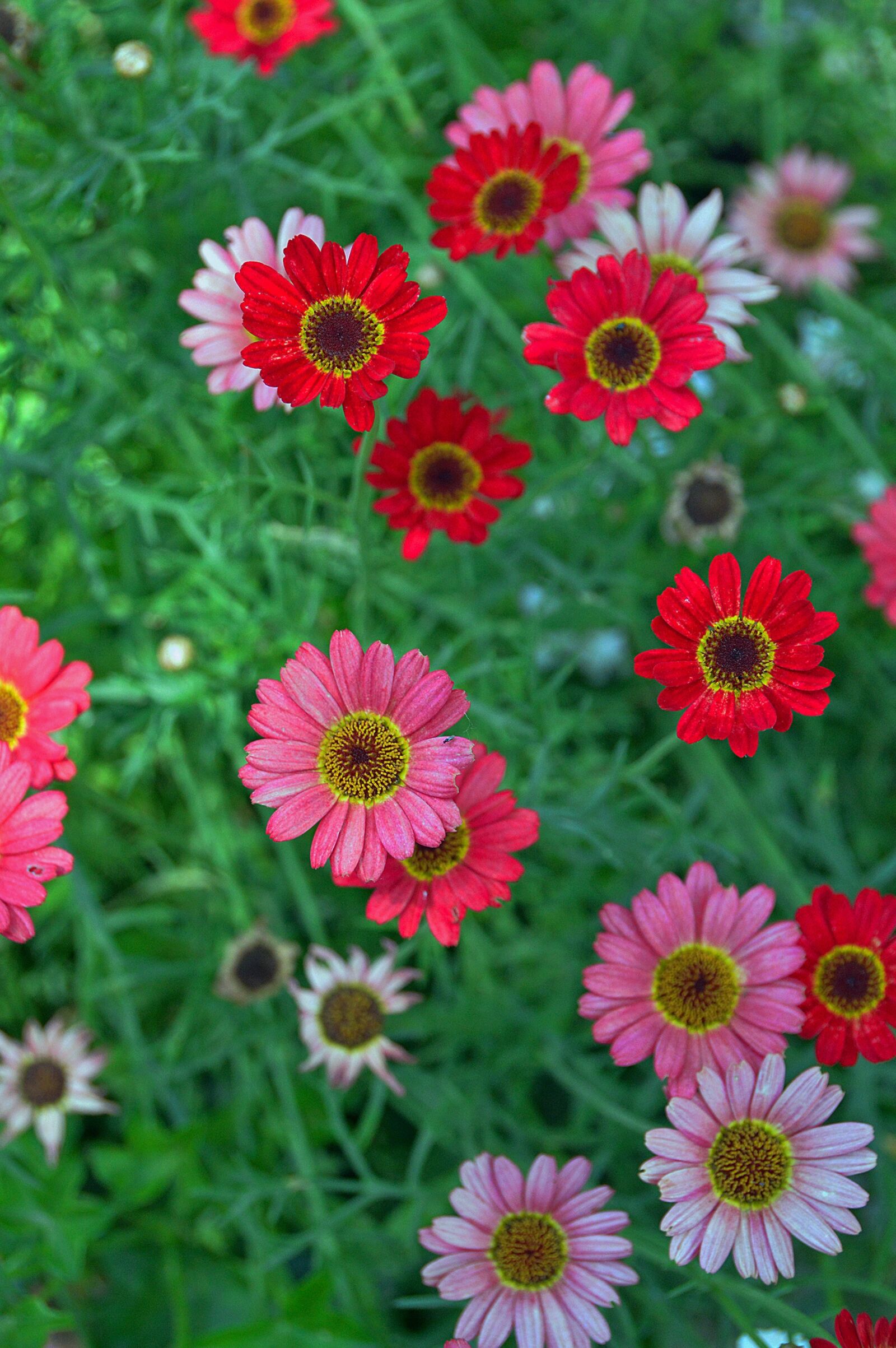 Nikon D3200 sample photo. Flower, petal, summer flower photography