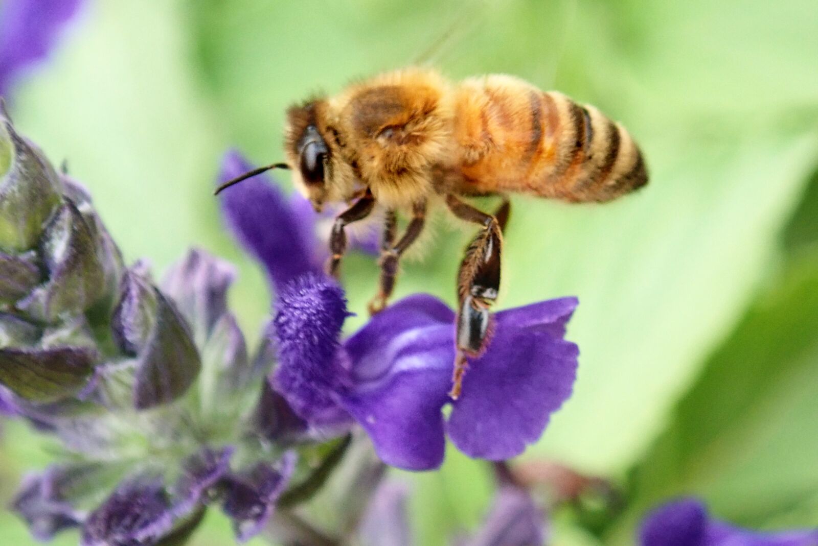 Olympus TG-5 sample photo. Bee, fluffy, insect photography