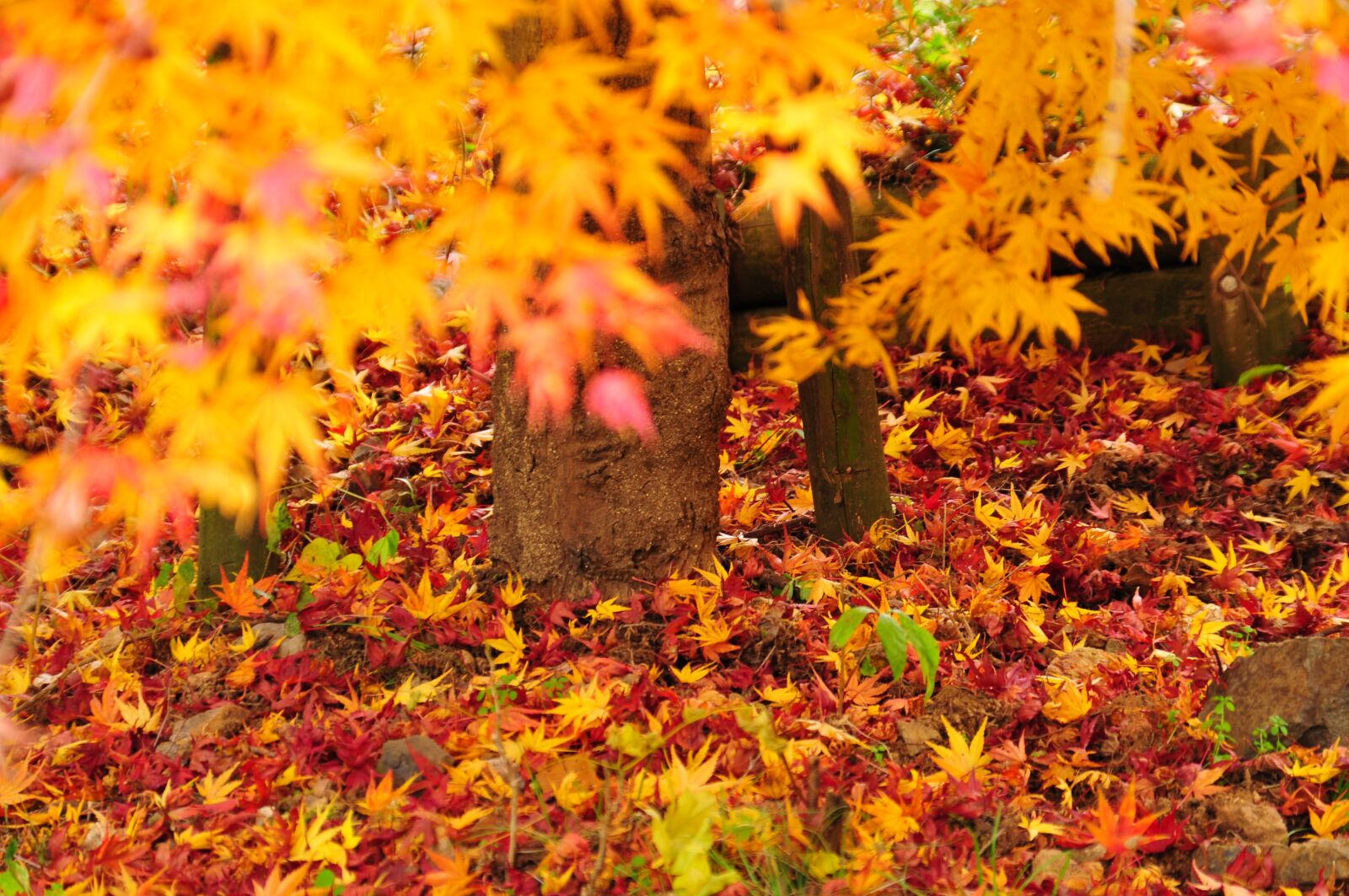 Nikon D300S sample photo. Autumn, autumnal leaves, maple photography