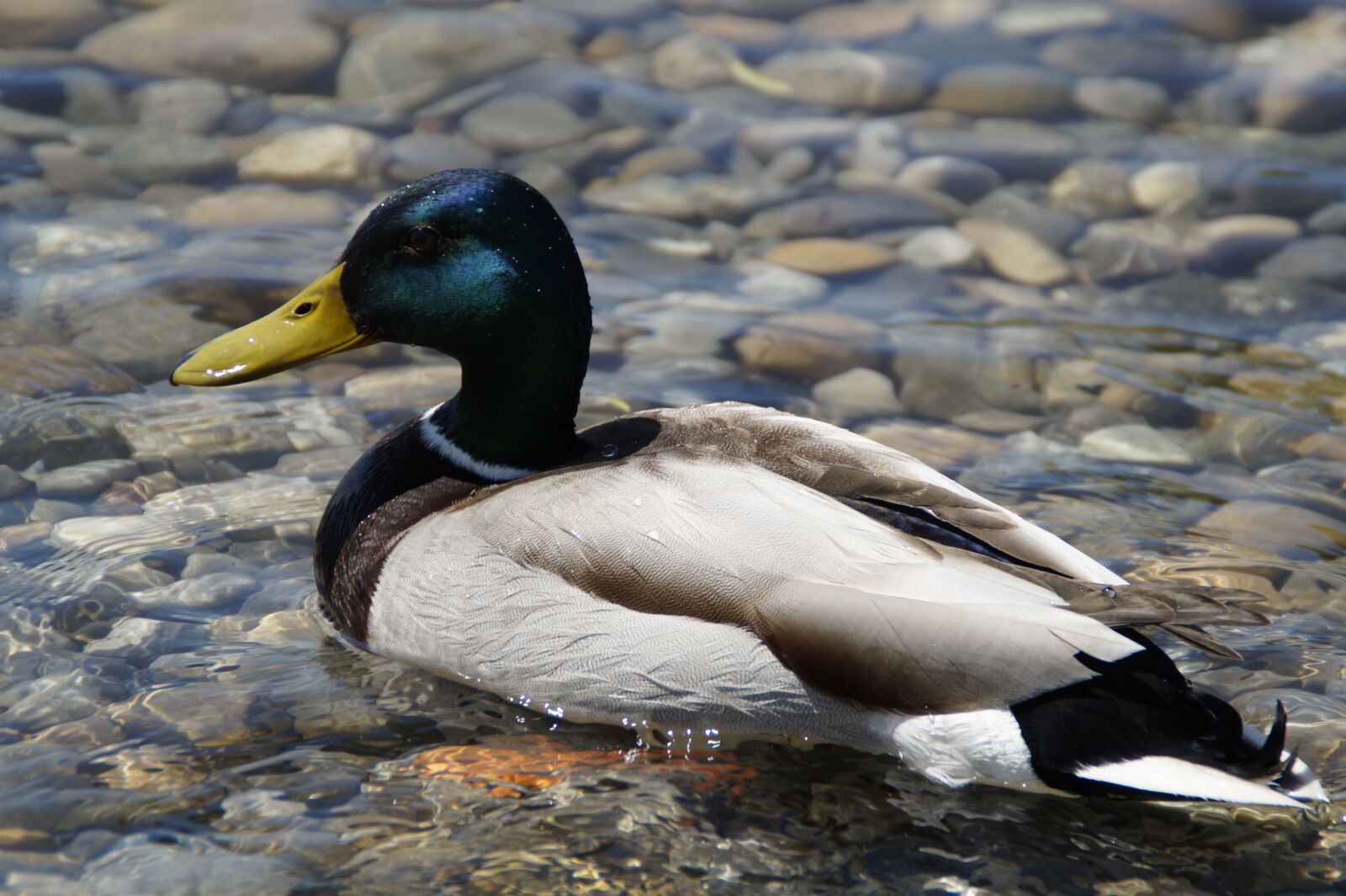 Sony SLT-A58 sample photo. Ducks, mallards, birds photography