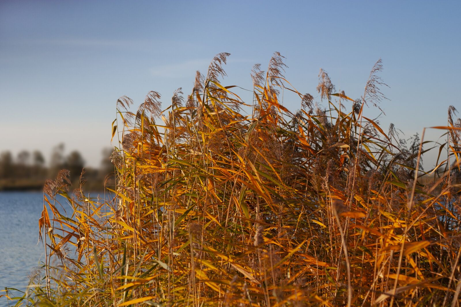 Canon EOS 10D sample photo. Sedge, reed, grasses photography