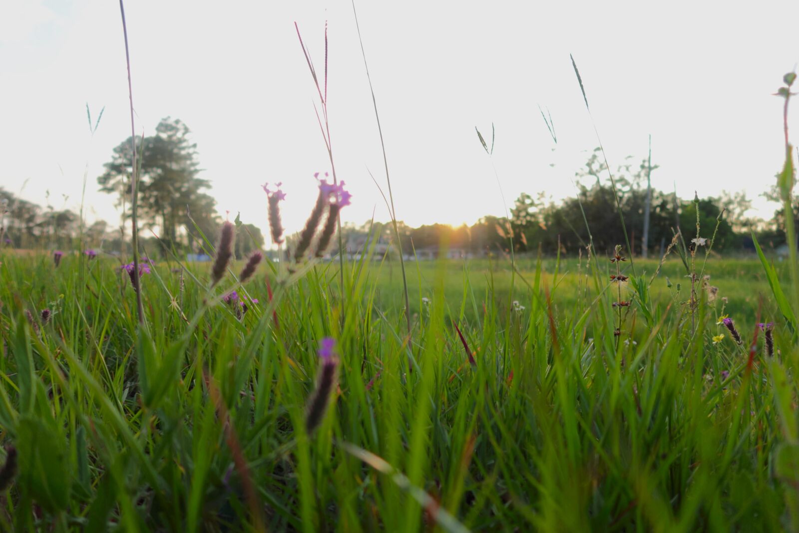 Canon PowerShot G7 X Mark II sample photo