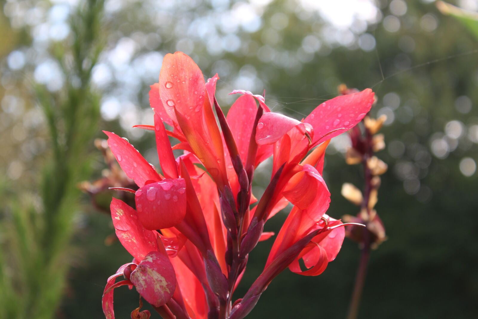 Canon EOS 1200D (EOS Rebel T5 / EOS Kiss X70 / EOS Hi) sample photo. Flower, red, beauty photography