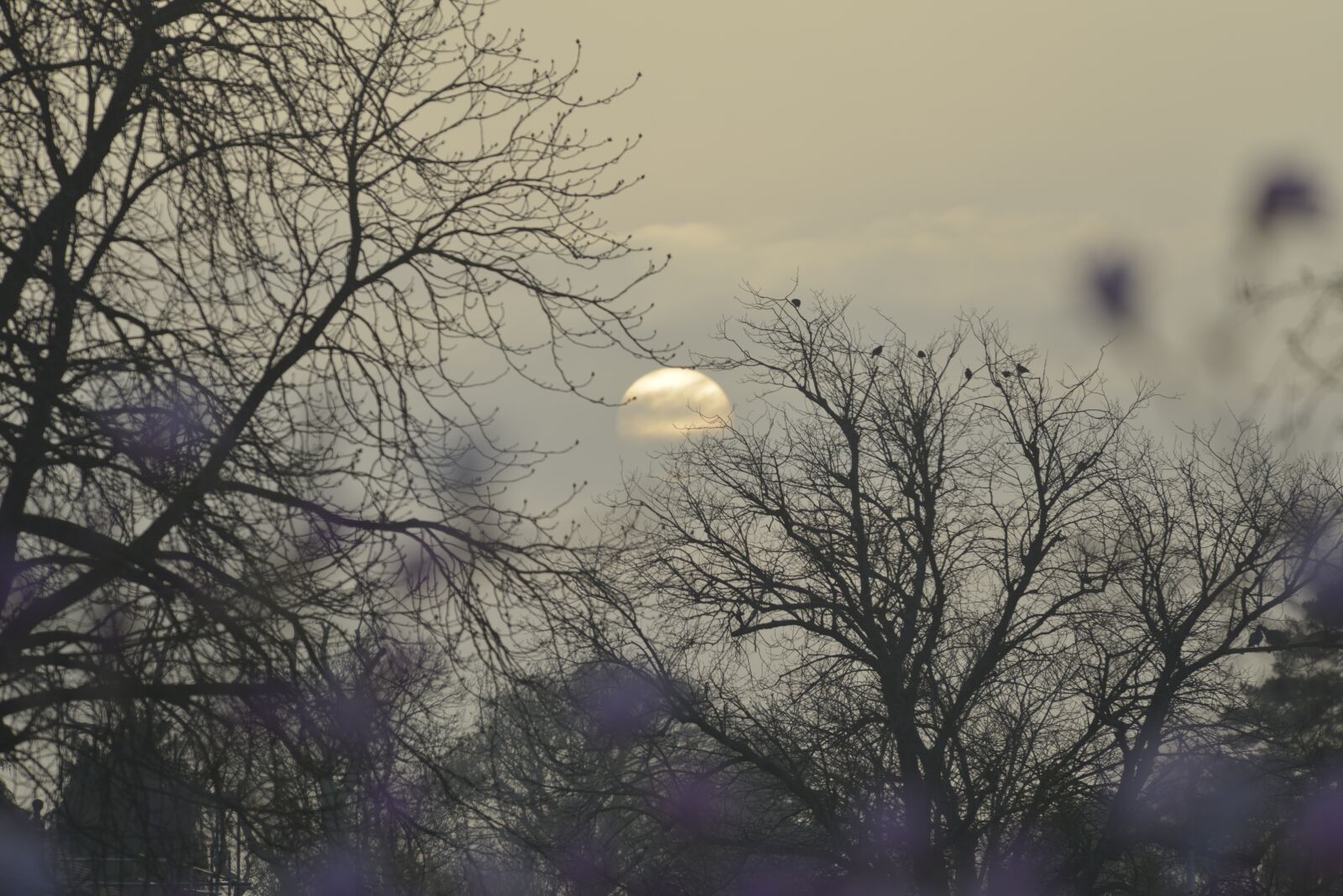 Nikon D800 sample photo. Sun, setting, through photography