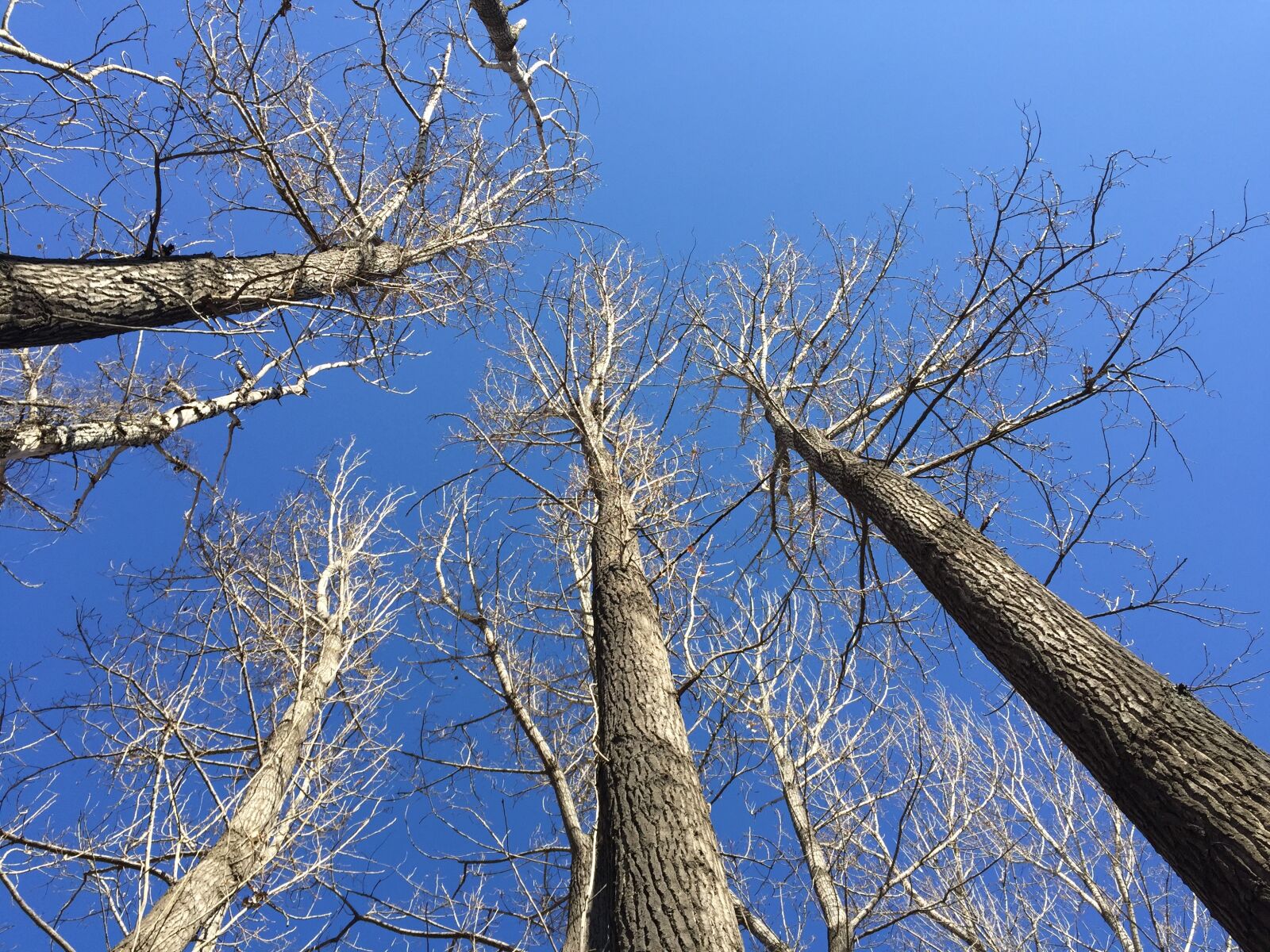 Apple iPhone 6 sample photo. Blue sky, shadows, look photography