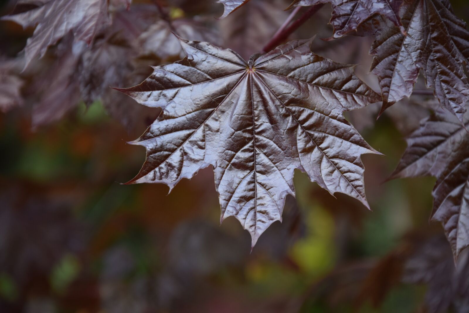 Nikon D5300 sample photo. Foliage, clone, tree photography