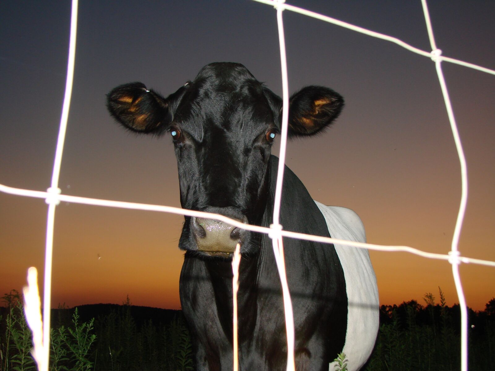 Sony DSC-H5 sample photo. Cow, night, twilight photography