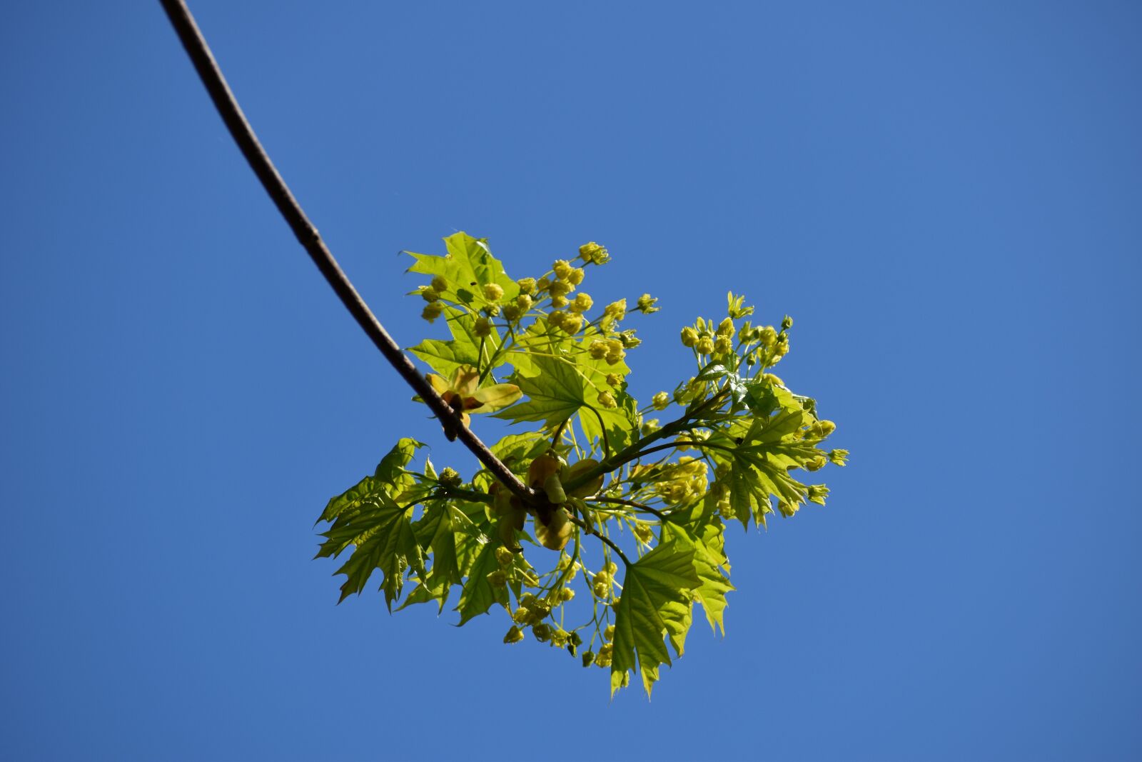 Nikon D3500 sample photo. Spring, tree branch, nature photography