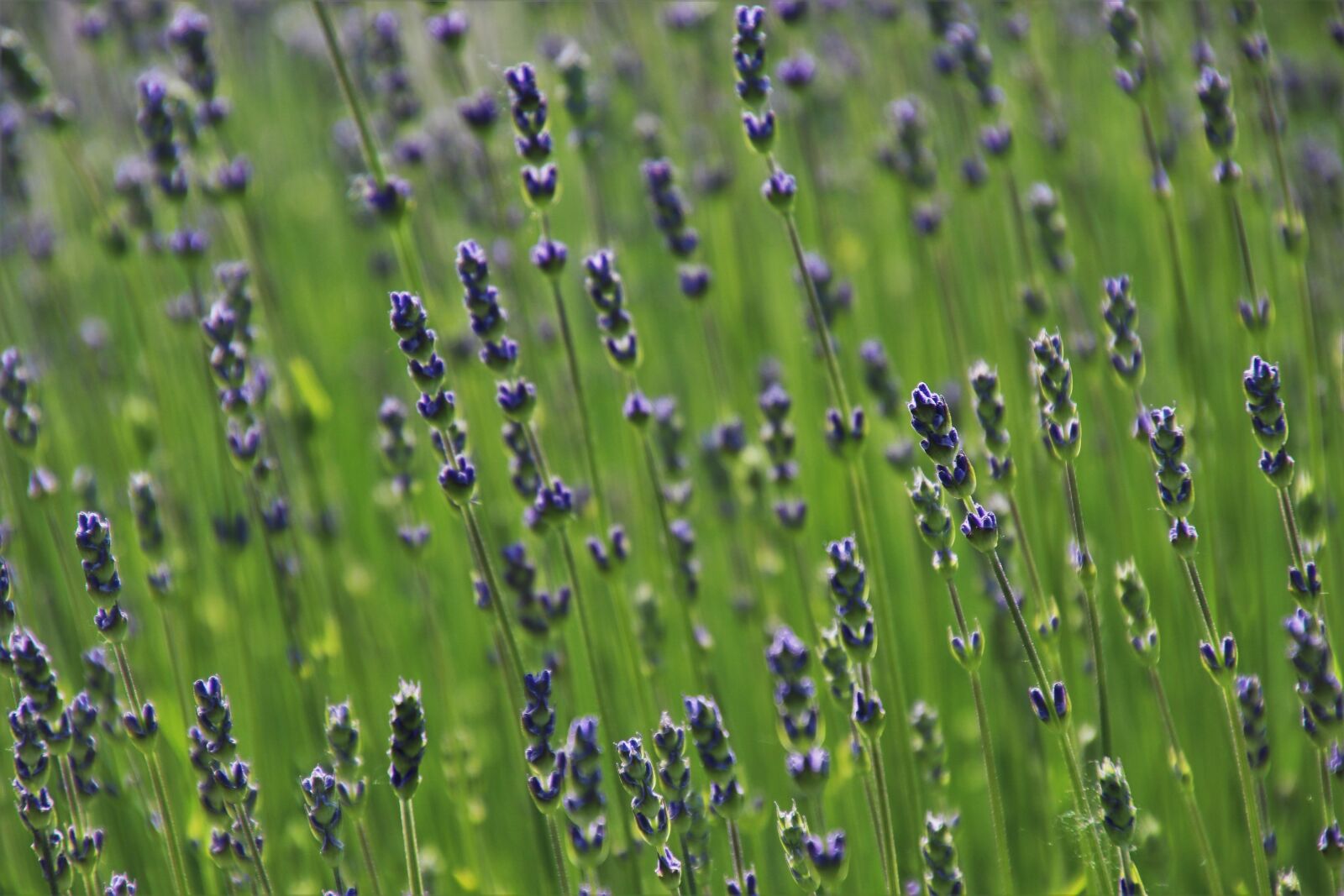 Canon EOS 80D sample photo. Lavender, the smell of photography