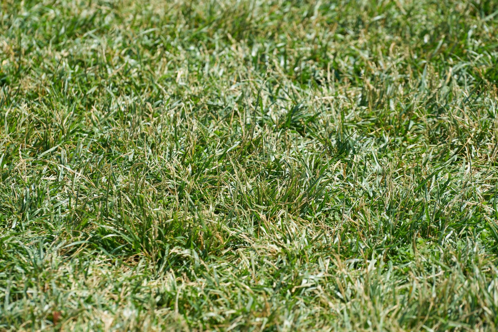 Sony FE 70-200mm F4 G OSS sample photo. Grass, nature, texture photography