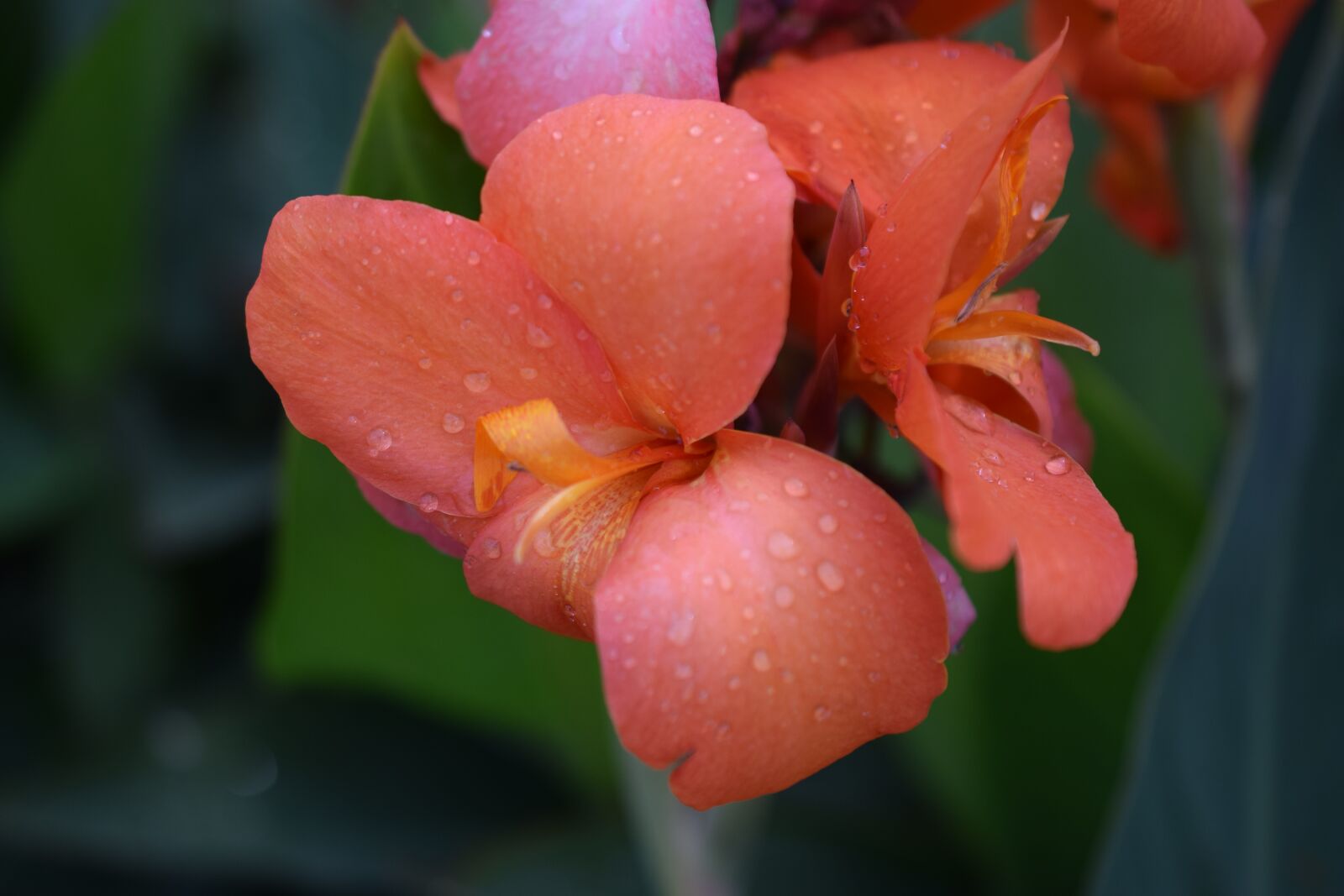 Nikon D3300 sample photo. Flower, blossom, orange photography