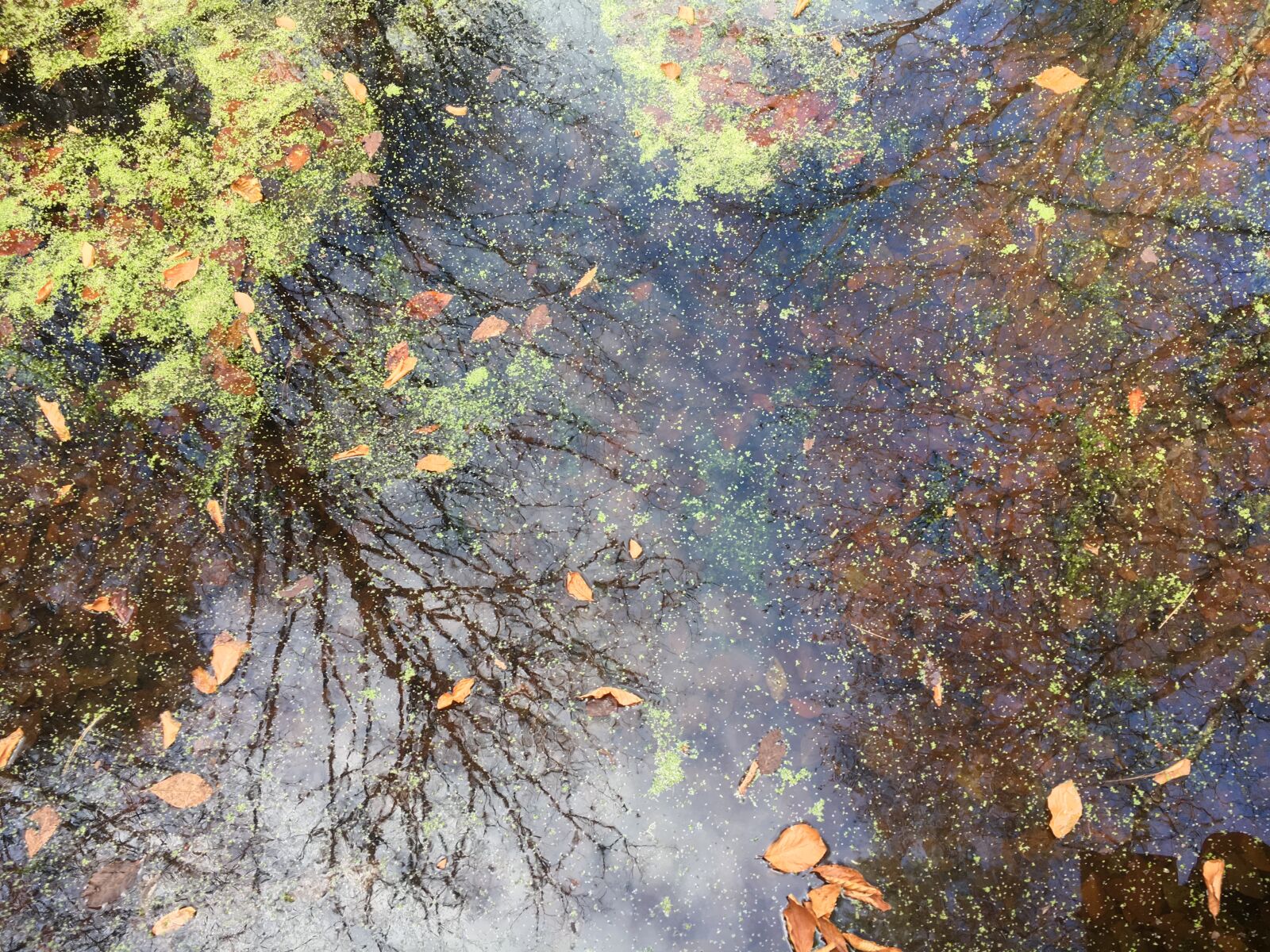 Apple iPhone 6s sample photo. Lake, fall, leaves photography