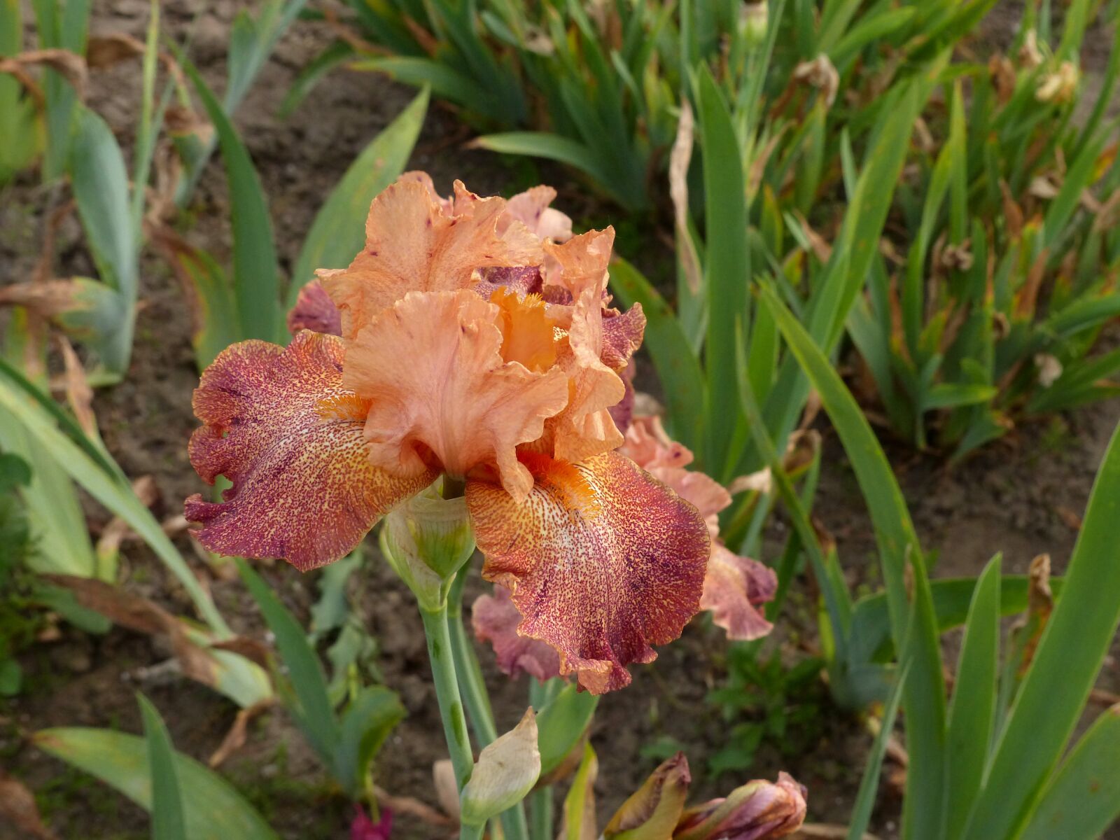 Panasonic Lumix DMC-FZ200 sample photo. Iris, flower, irises photography