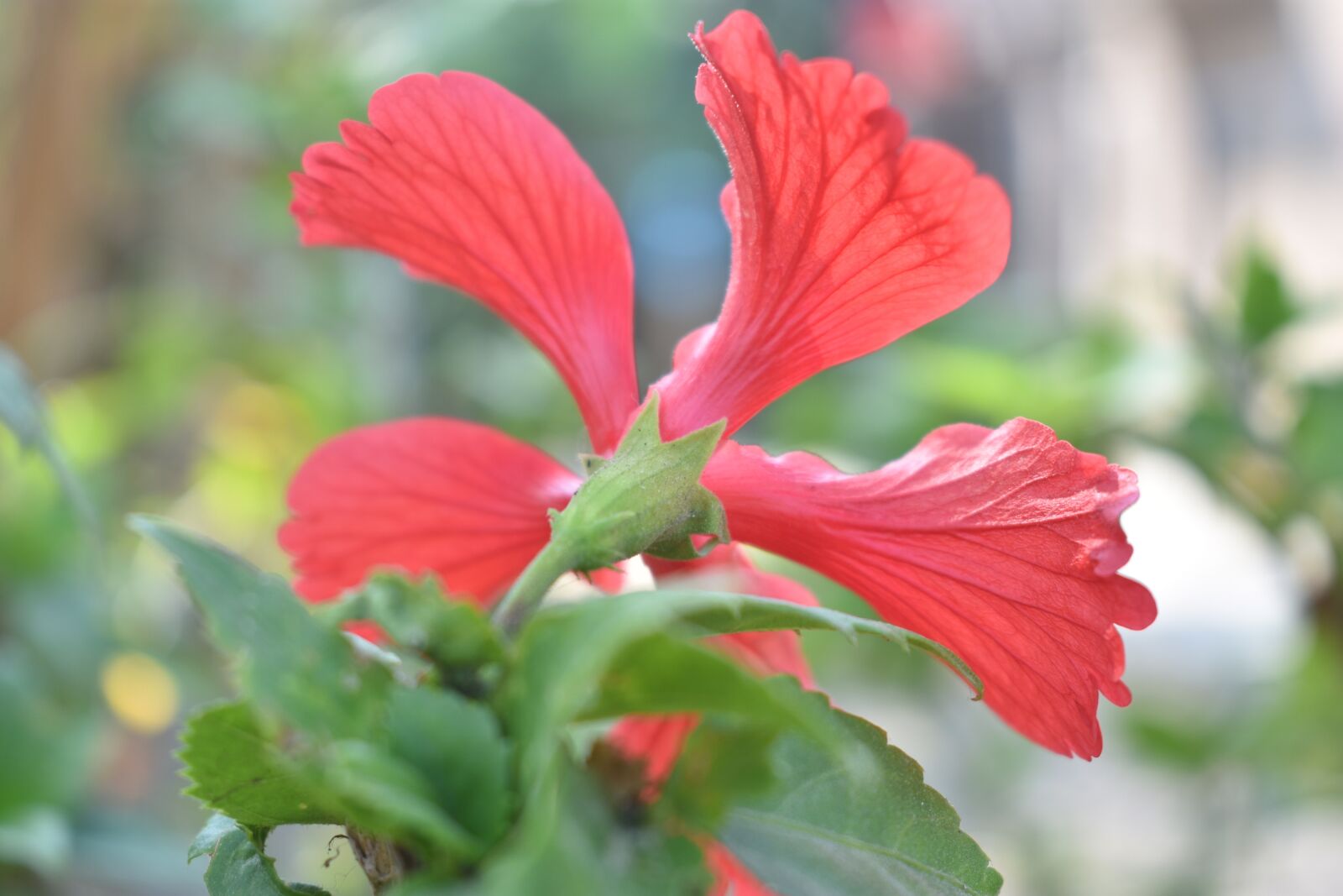 Nikon D3400 sample photo. Hibiscus, flower, blossom photography