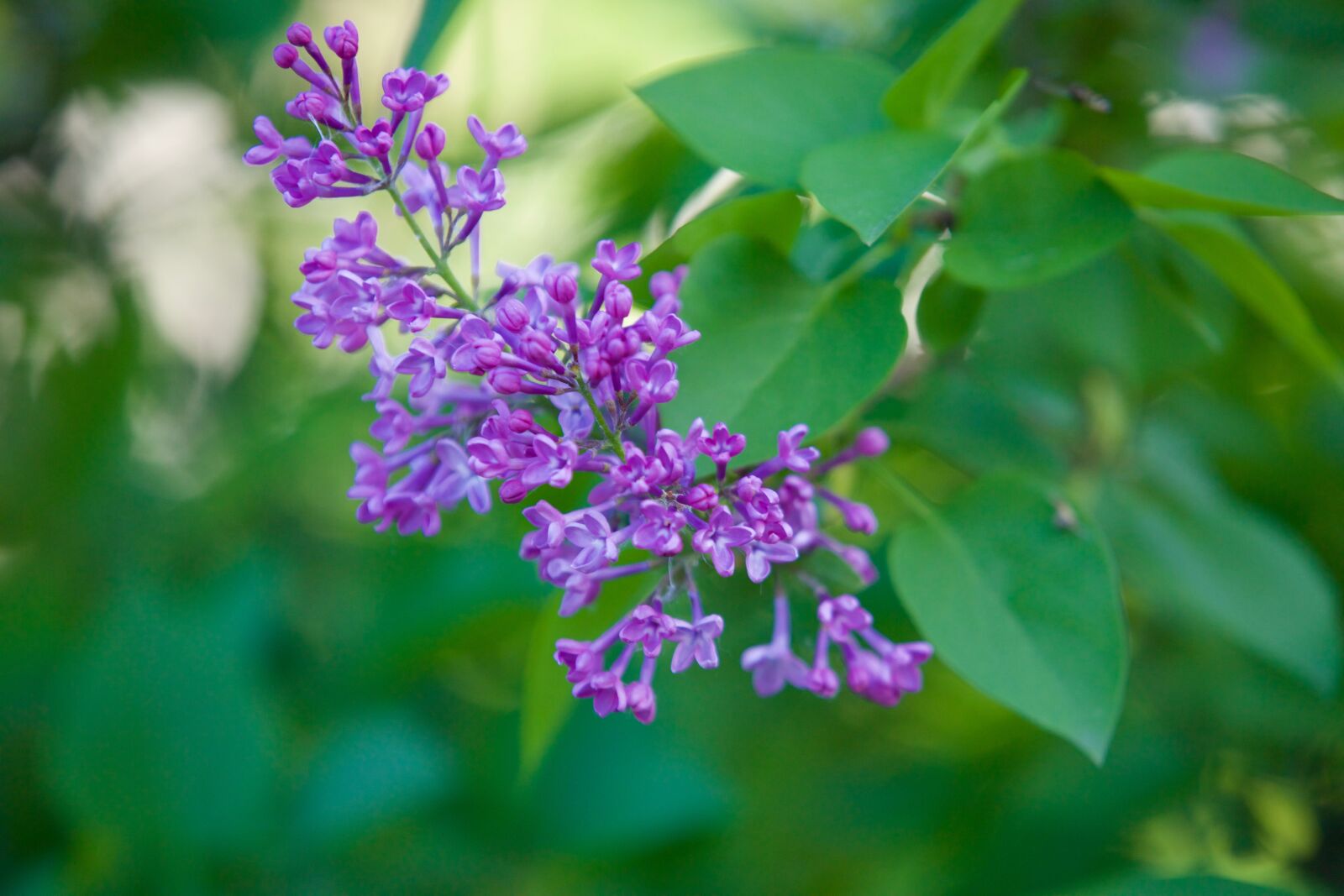 Canon EOS 5D Mark III sample photo. Flower, nature, purple flowers photography