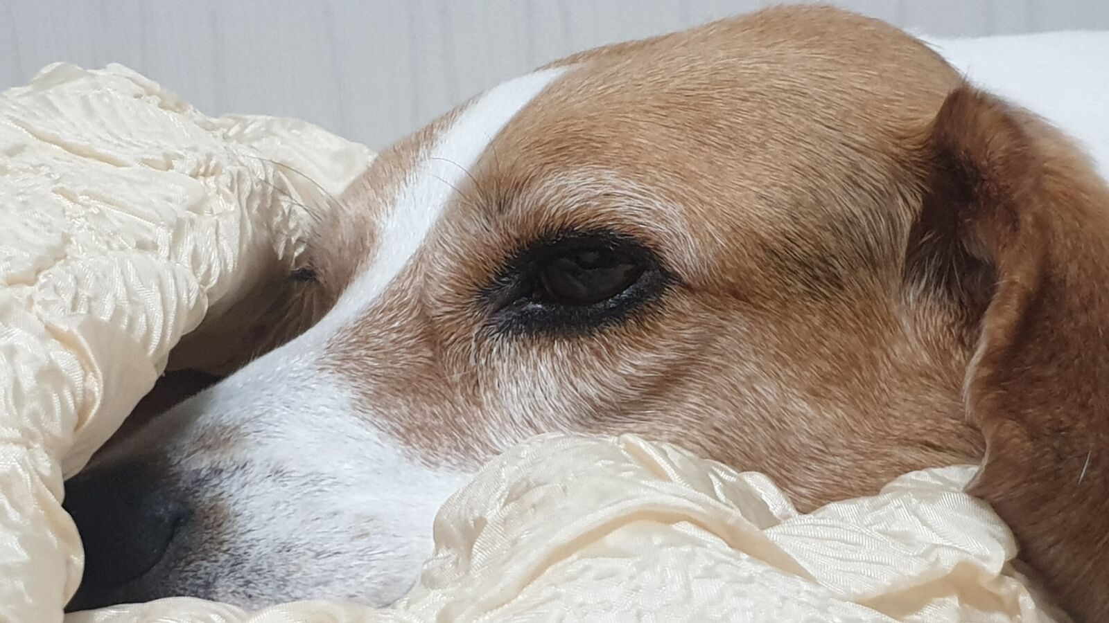 Samsung Galaxy S9+ sample photo. Beagle, navada, experimental dog photography