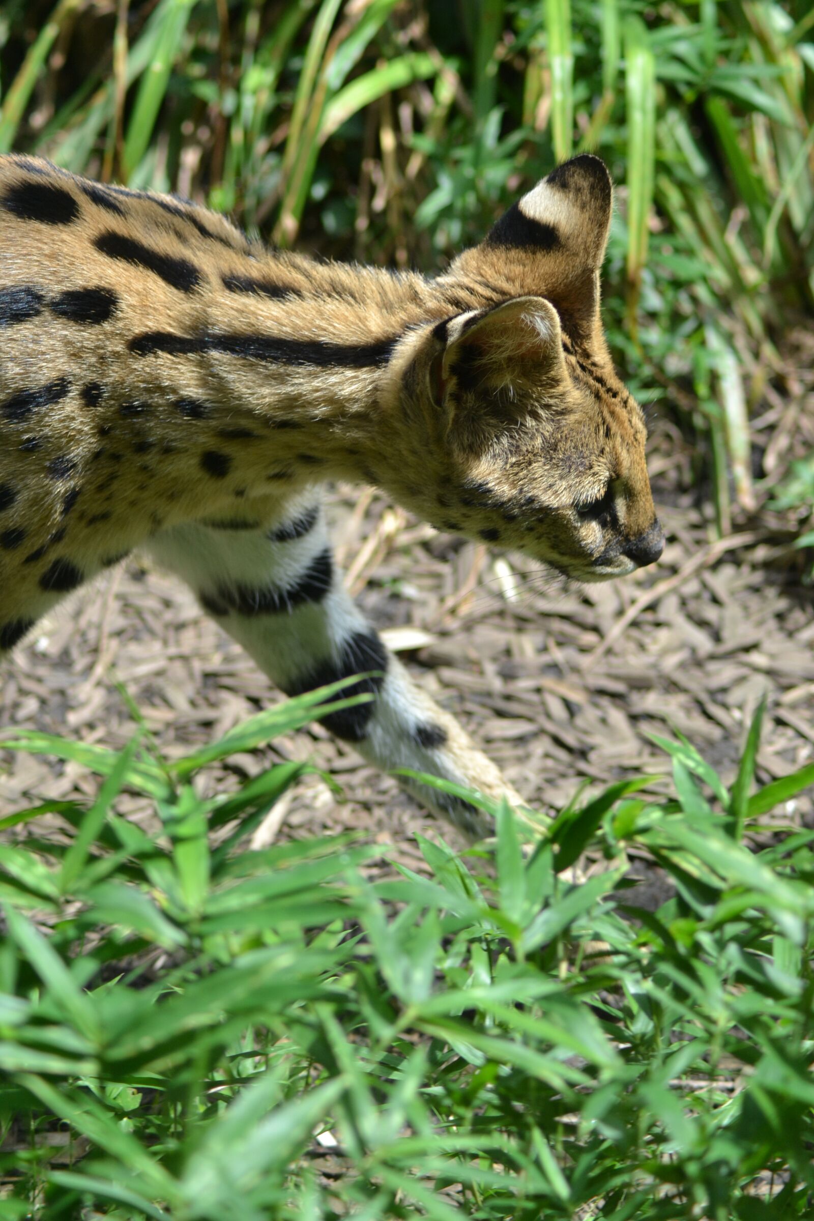 Nikon D3100 sample photo. Big cat, zoo, wildcat photography