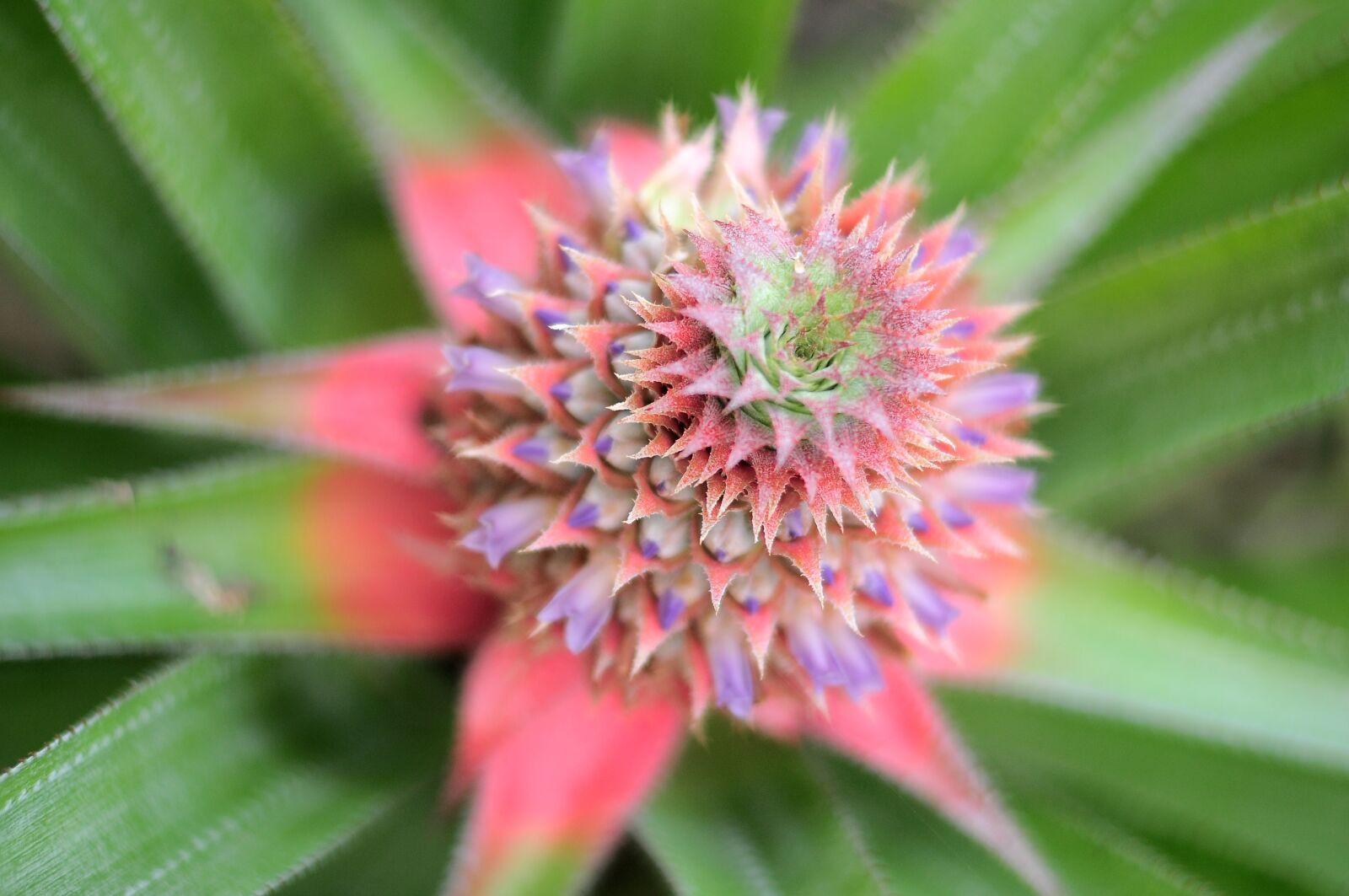 Nikon D90 sample photo. Flower, left, results photography