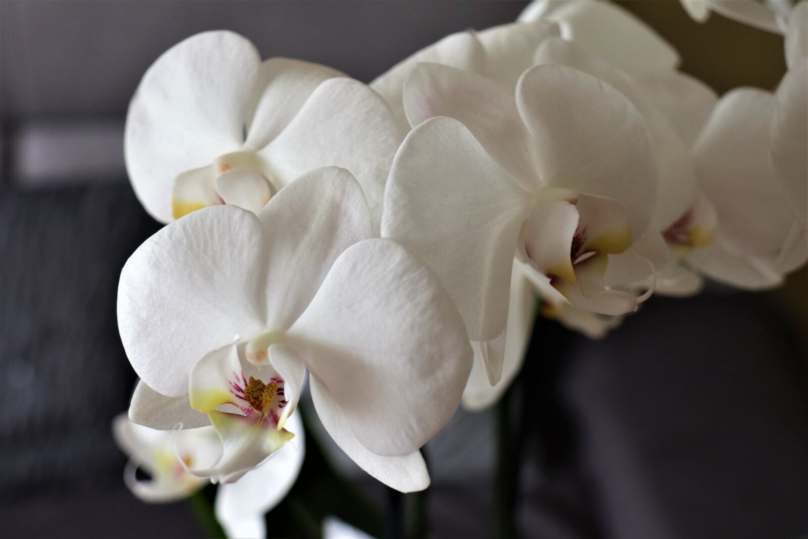 Canon EOS M6 sample photo. Nature, flower, orchis photography