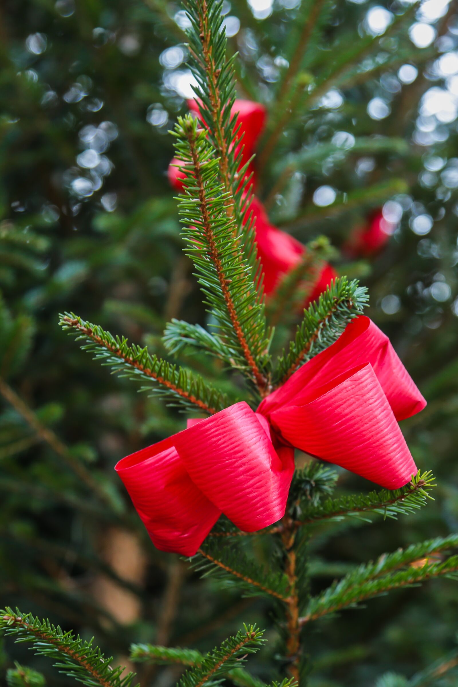 Canon EF 24-105mm F4L IS USM sample photo. Advent, christmas, tannenzweig photography