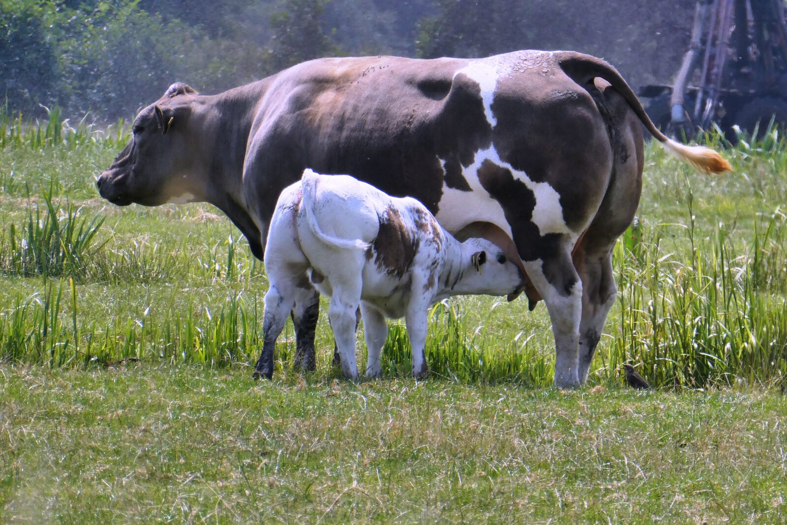 Panasonic Lumix DC-ZS70 (Lumix DC-TZ90) sample photo. Cow with calf, calf photography