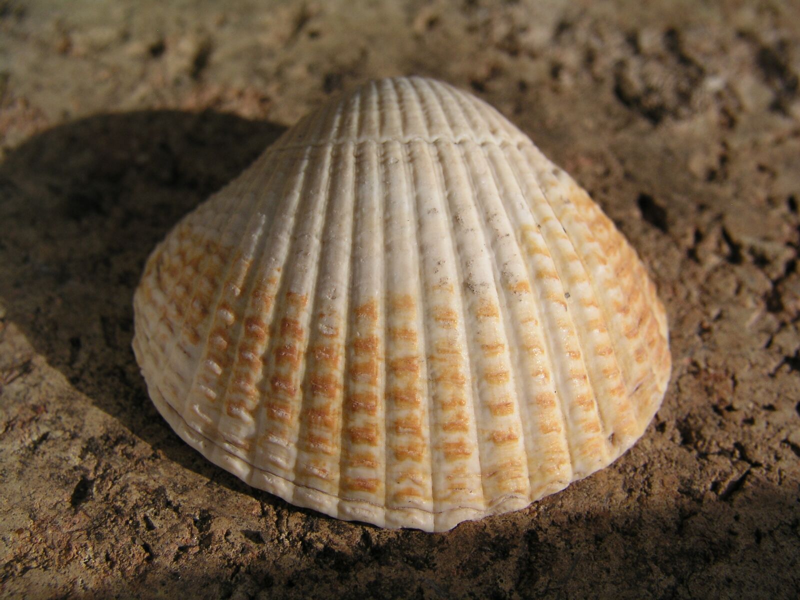Olympus C5050Z sample photo. Cockle, shell, beach photography