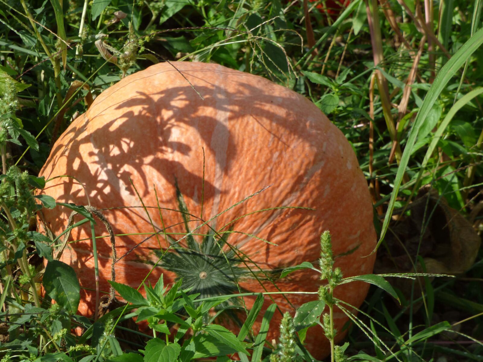 Panasonic DMC-FZ72 sample photo. Pumpkin, orange, fall photography