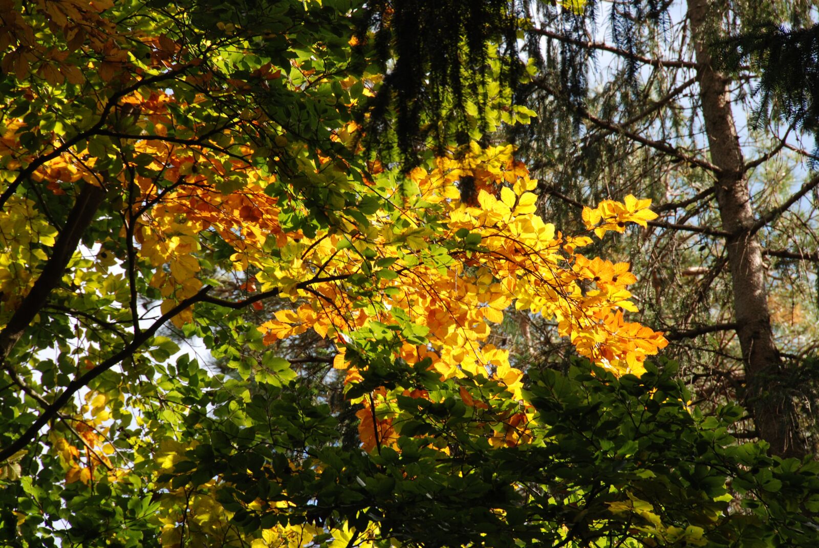 Nikon D80 sample photo. Golden autumn, fall foliage photography