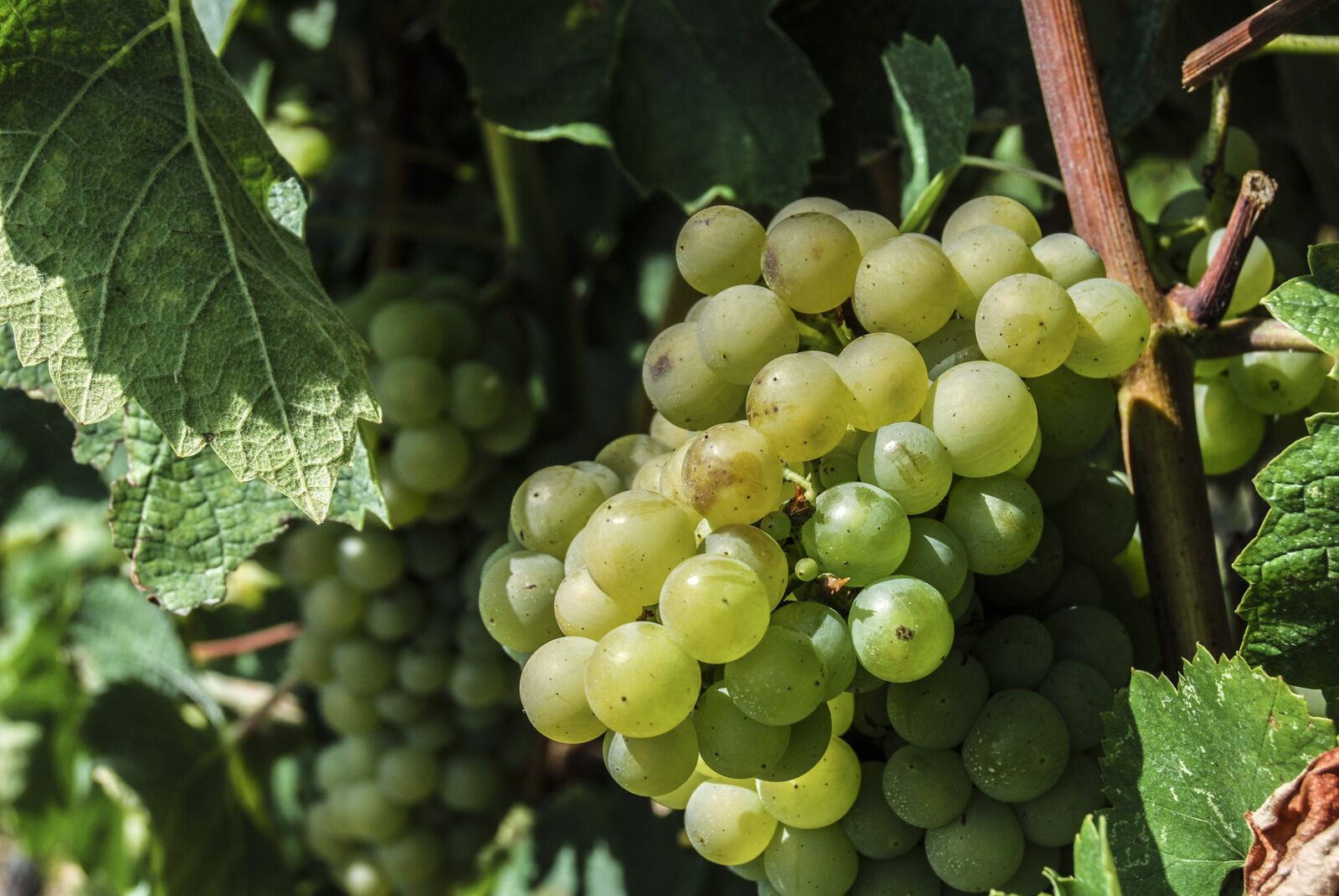 Nikon D60 sample photo. Fruit, grapes, creeper photography