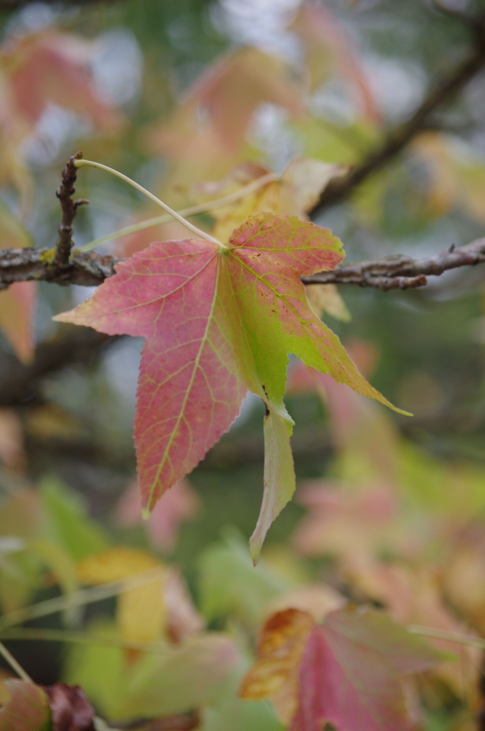 Pentax K-r sample photo. Leaves, fall, nature photography