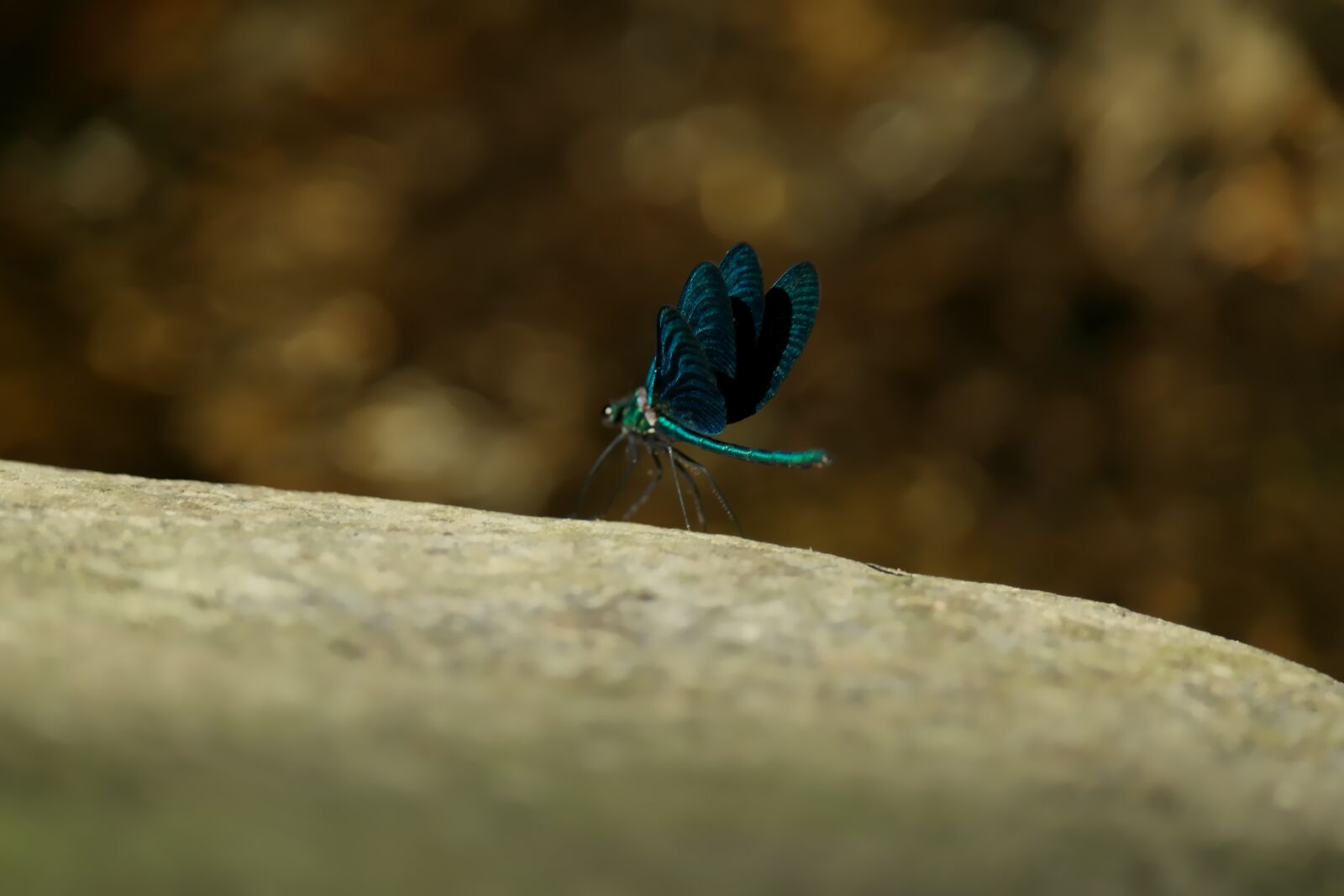 Samsung NX1100 sample photo. Dragonfly, blue, insect photography