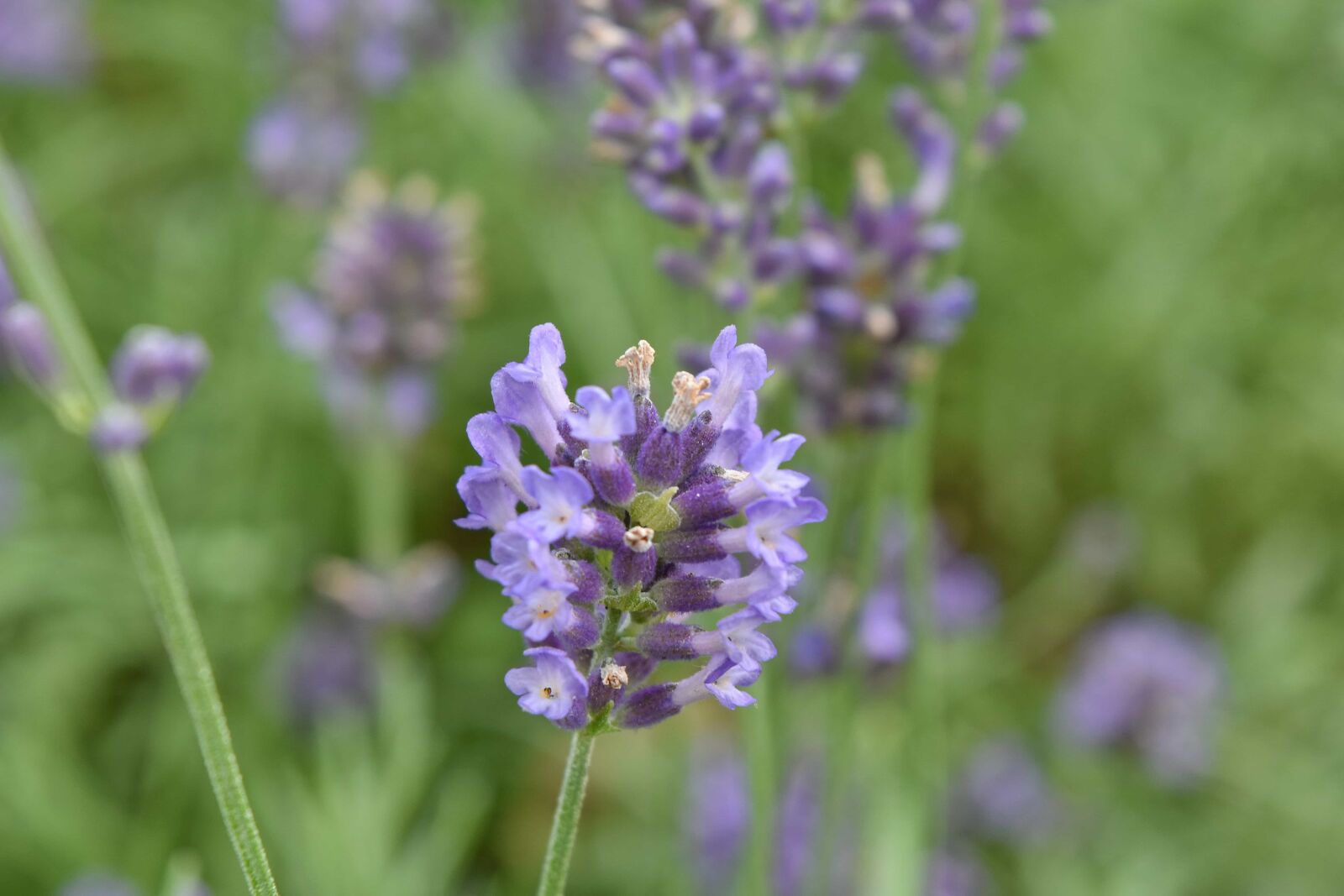Nikon D5500 sample photo. Aromatherapy, grass, lavender, meadow photography