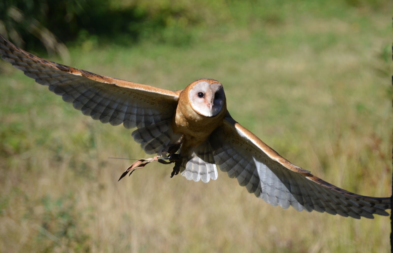 Nikon D5200 sample photo. Bird, wildlife, animal photography