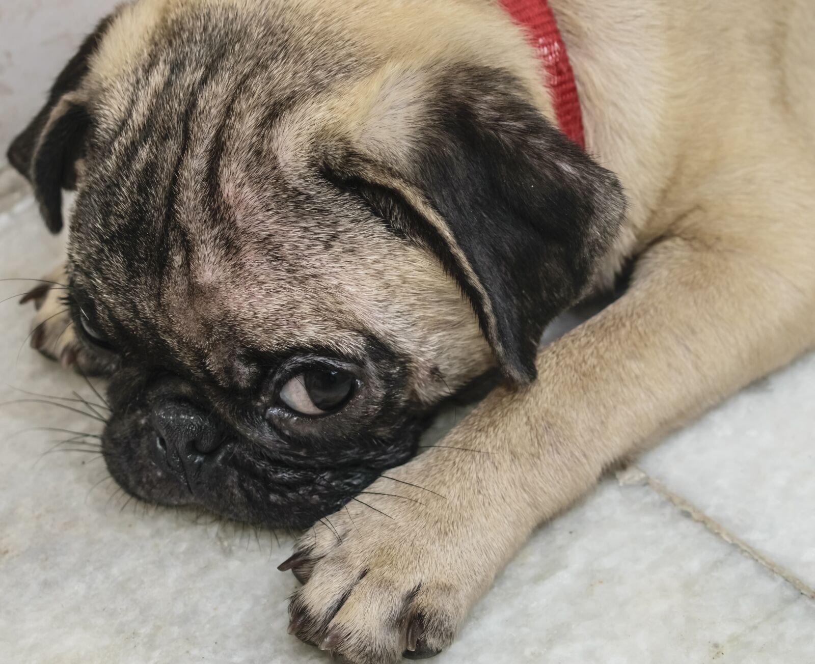 Nikon D3300 sample photo. Puppy, sad, pet photography