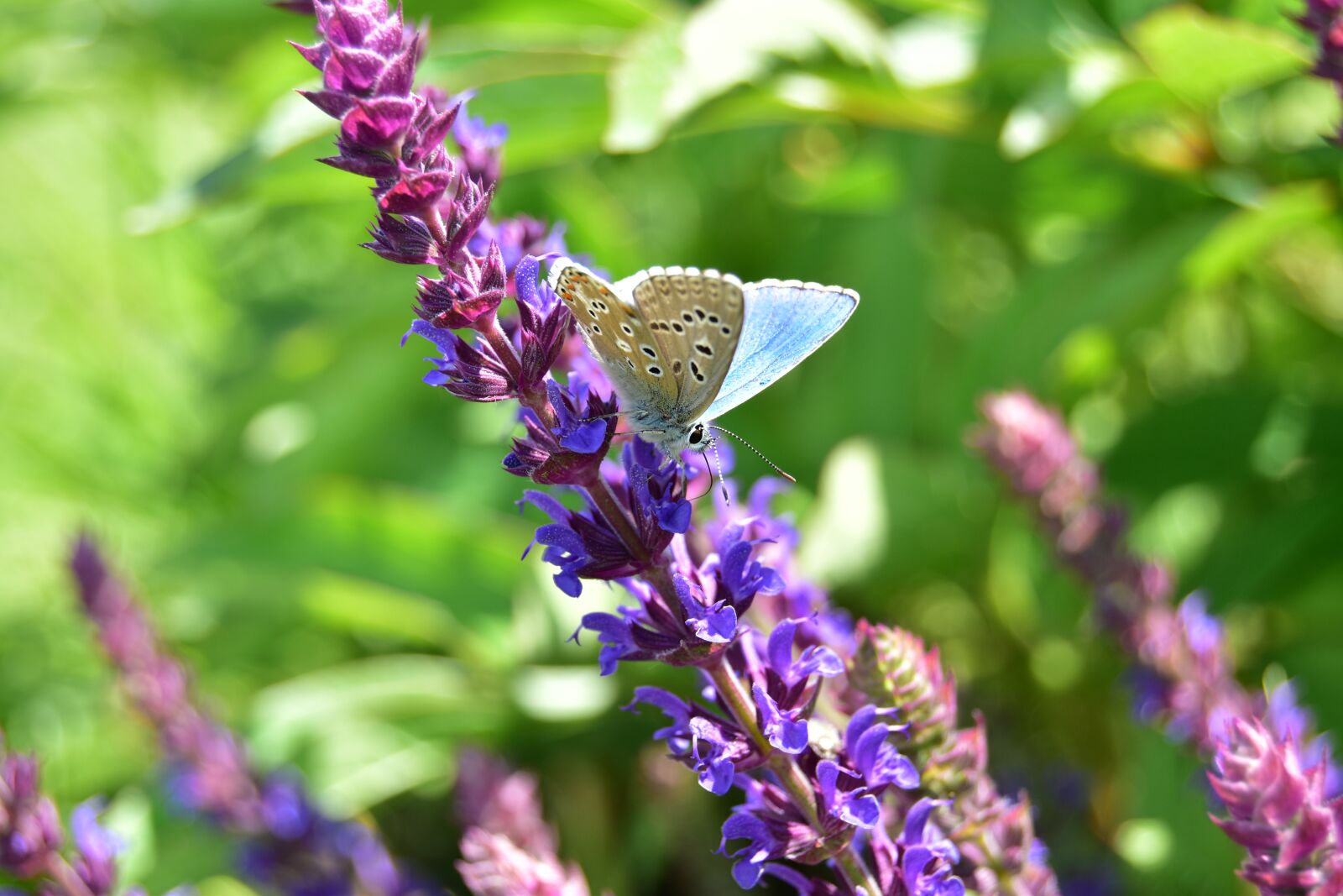 Nikon D5600 sample photo. Butterfly, nectar, flower photography