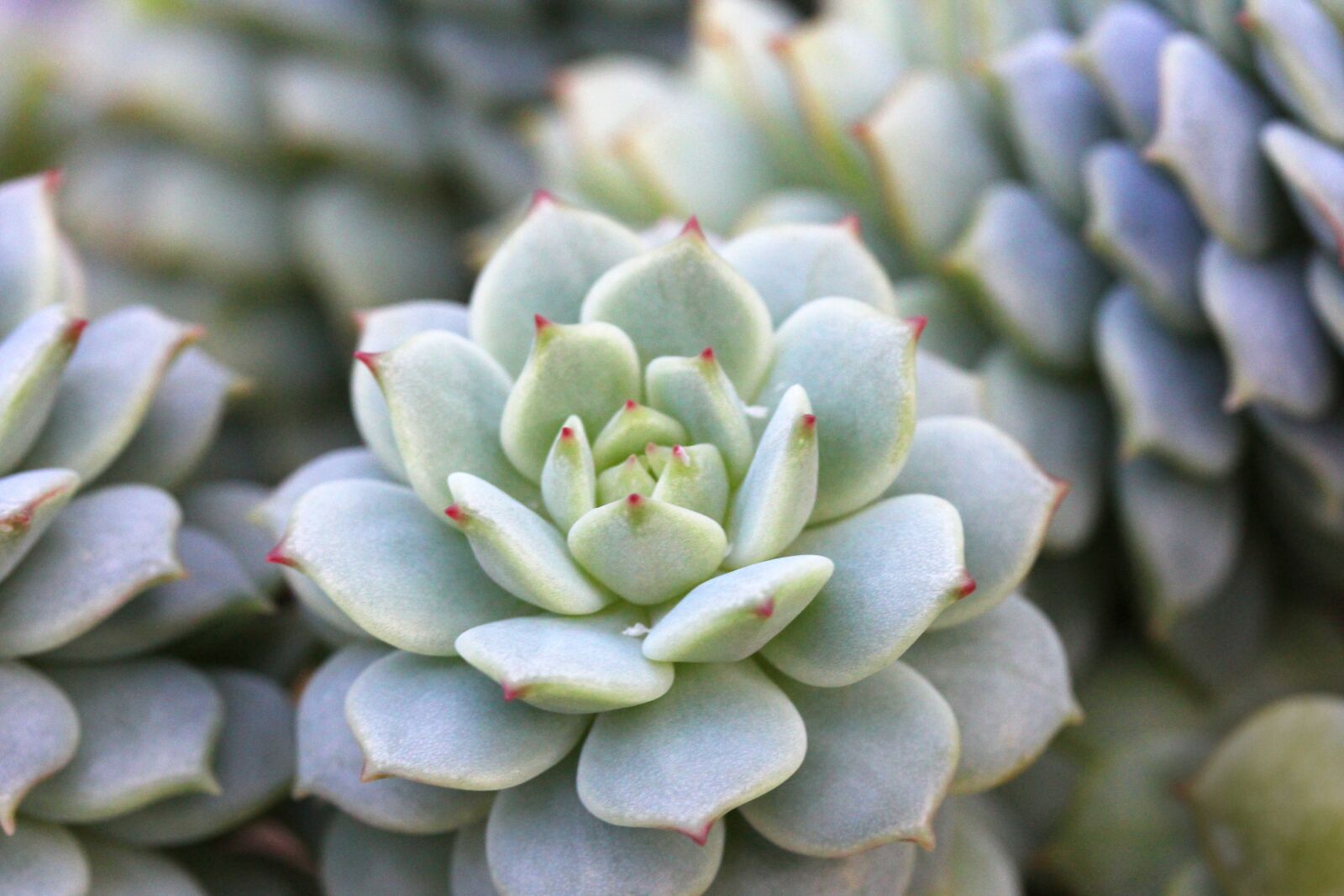 Canon EF-S 60mm F2.8 Macro USM sample photo. Succulent, plant, green photography