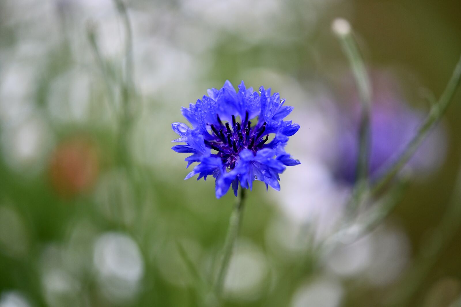 Nikon Z6 sample photo. Cornflower, flower, blossom photography