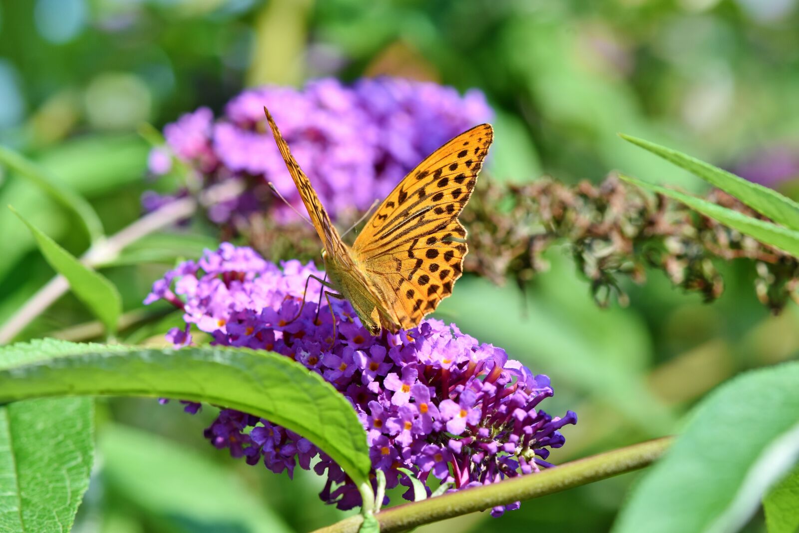 Nikon D7200 sample photo. Butterfly, large fritillary, color photography