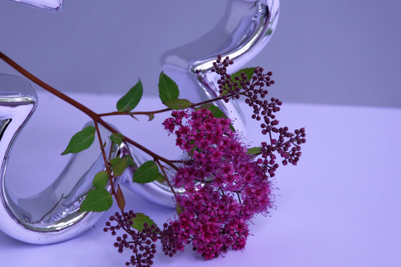 Nikon D5300 sample photo. Plant, deco, tender photography